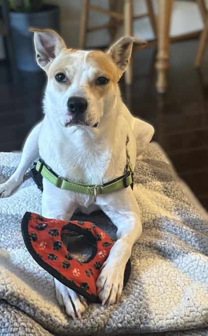 Enlarge Rugrat, a Adoptable mixed breed in Washington, DC image 3/3