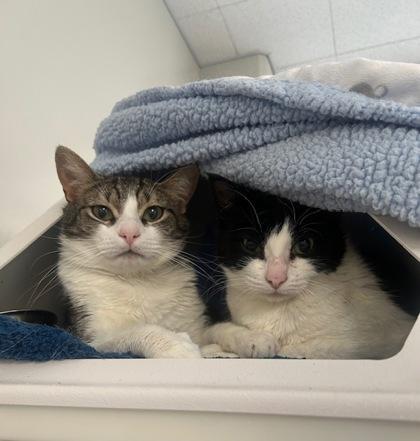Savannah, Adoptable, Adult Female Domestic Short Hair & Domestic Short Hair.