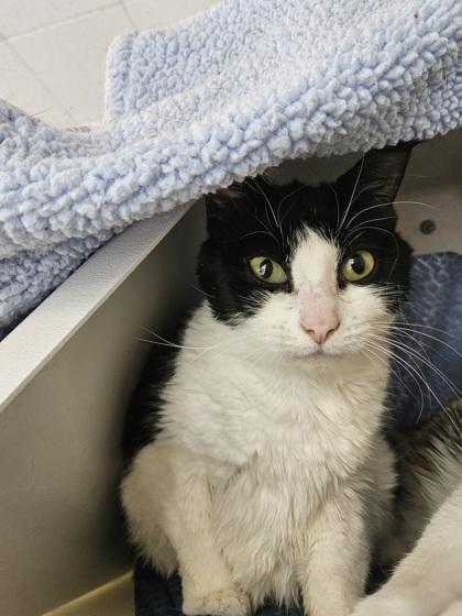 Enlarge Savannah, a Adoptable mixed breed in Roseville, CA image 2/2