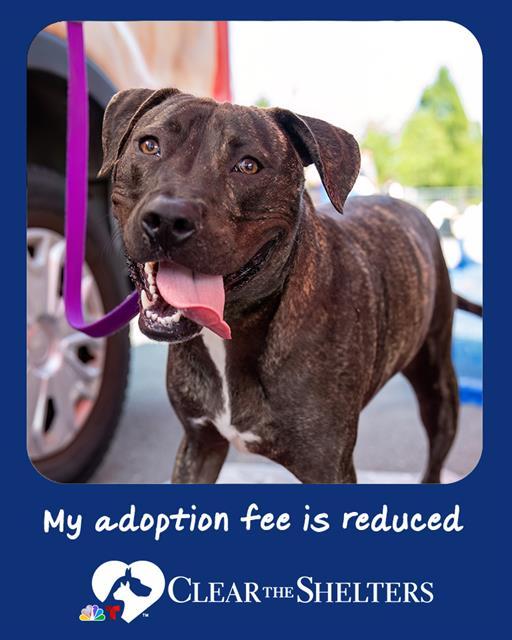 MANNY, Adoptable, Young Male Plott Hound & Mixed Breed.