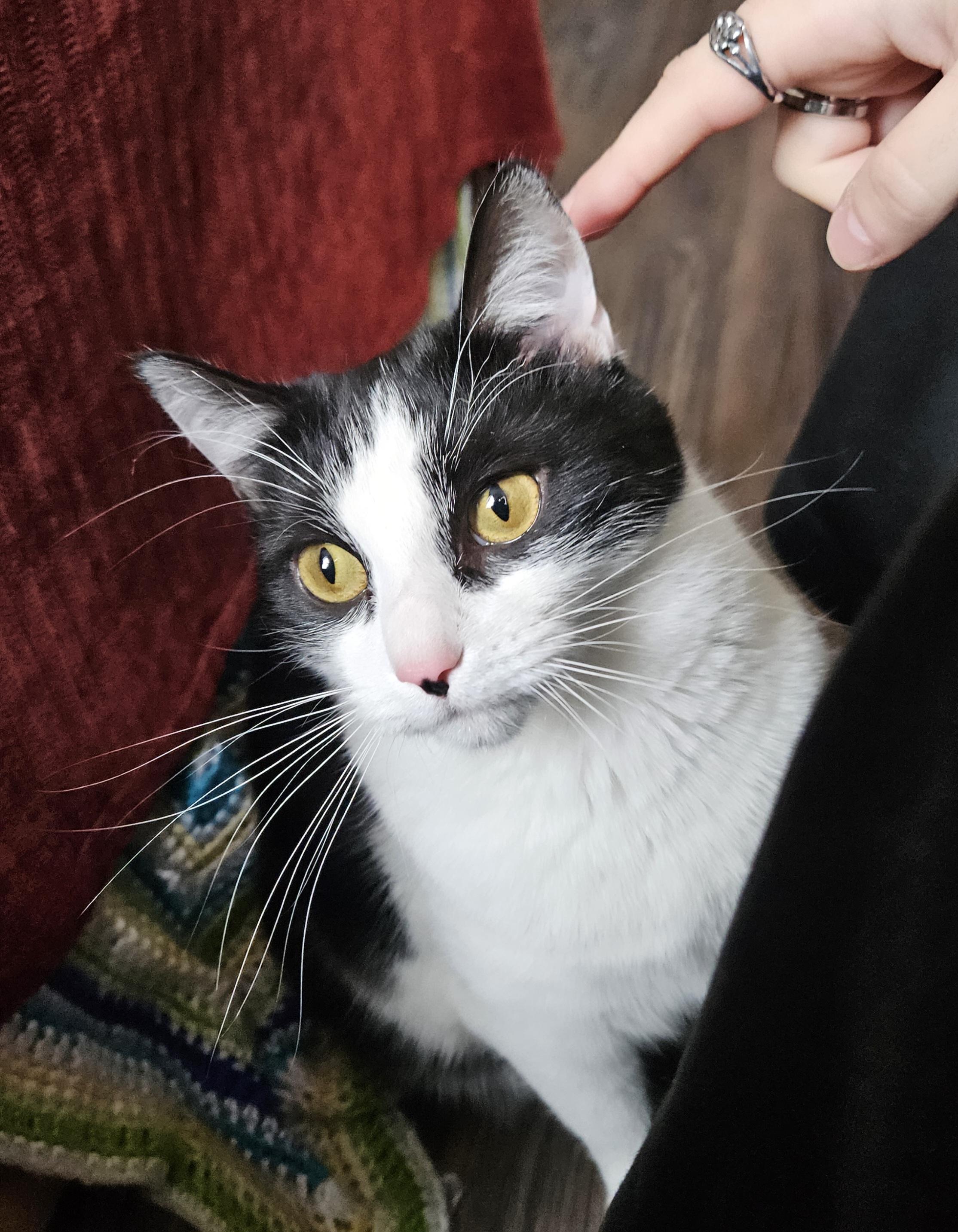 Enlarge Harp, a Adoptable Domestic Short Hair in Ridgewood, NY image 1/6