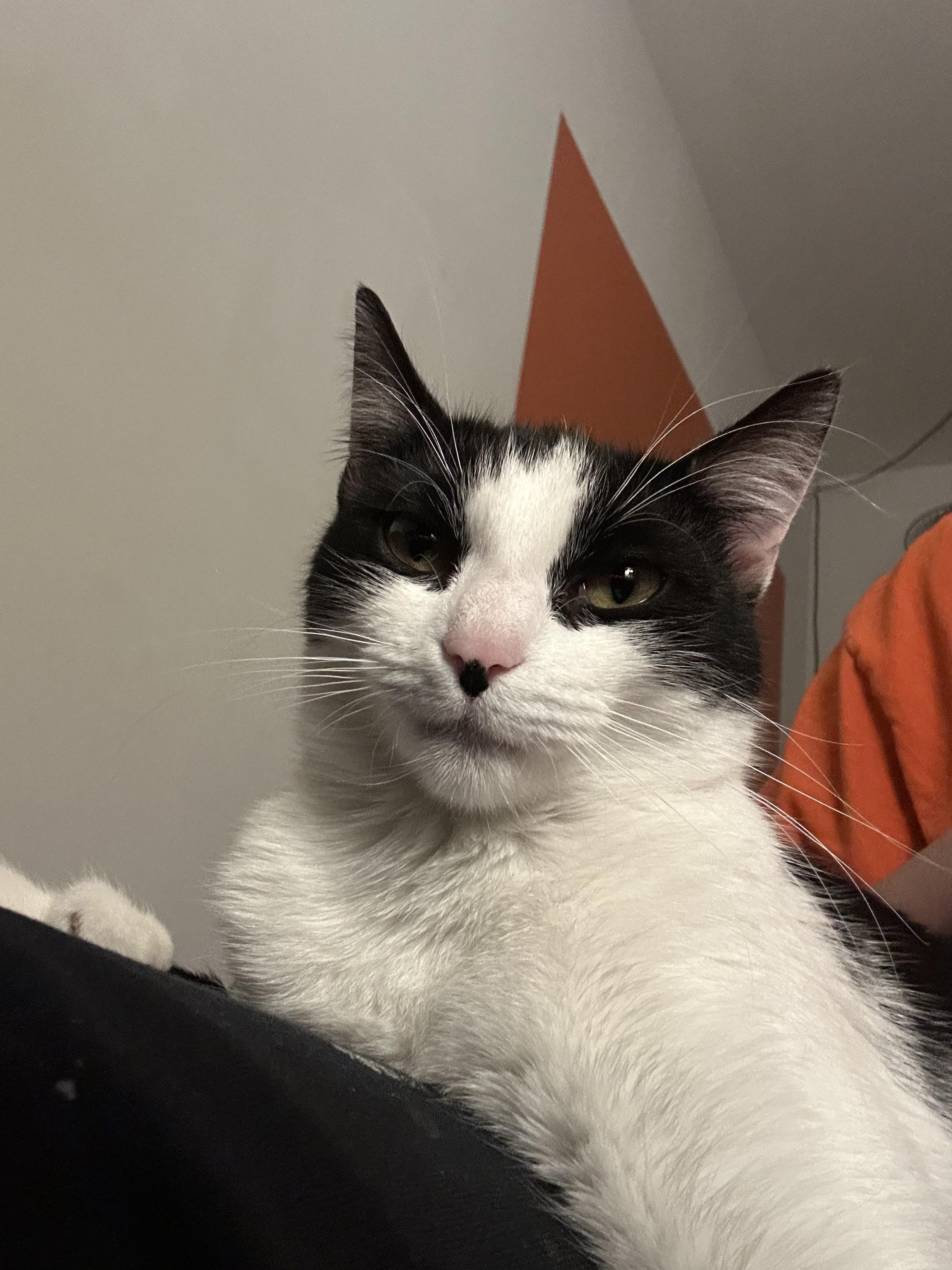 Enlarge Harp, a Adoptable Domestic Short Hair in Ridgewood, NY image 4/6