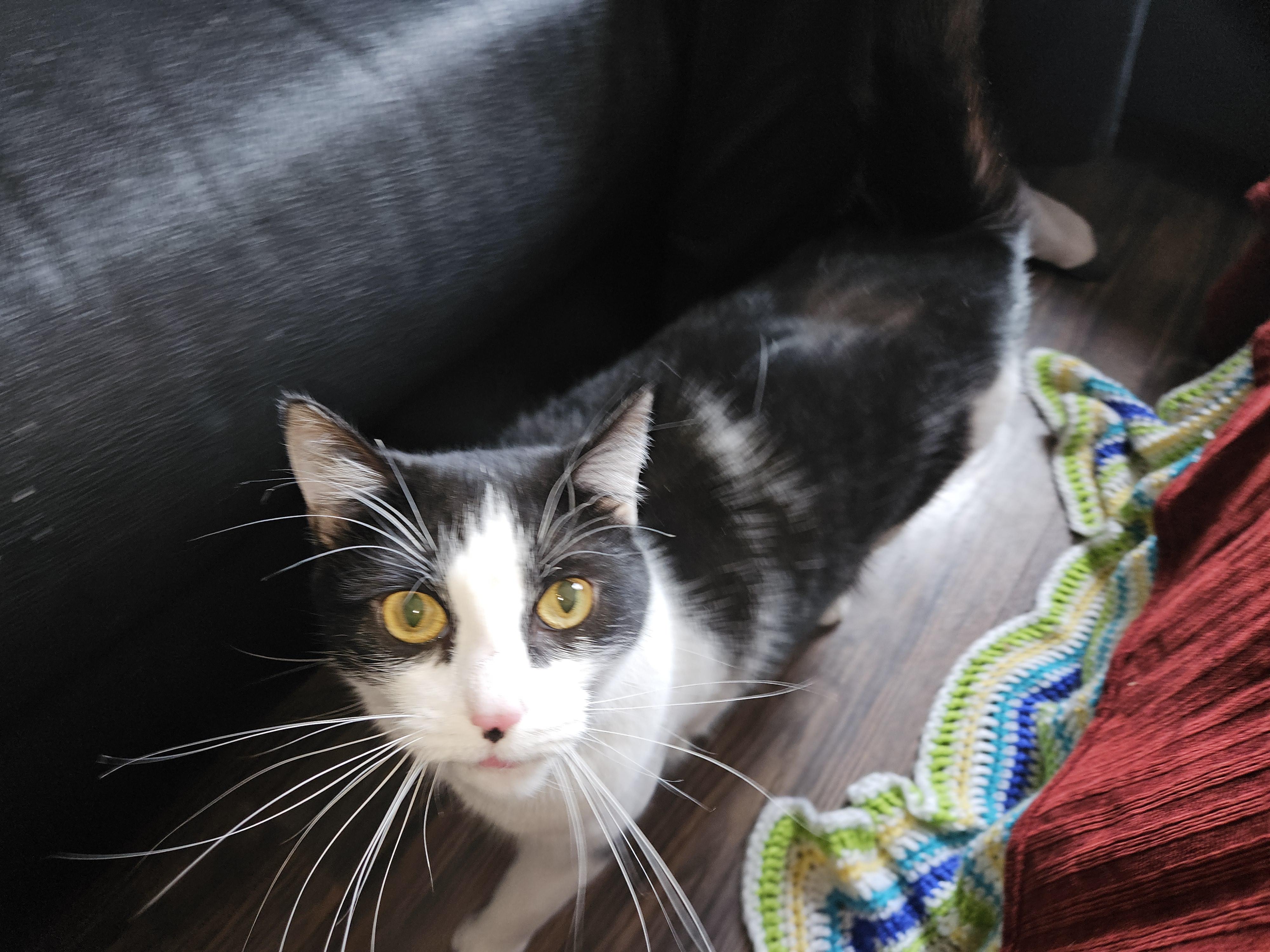 Enlarge Harp, a Adoptable Domestic Short Hair in Ridgewood, NY image 2/6