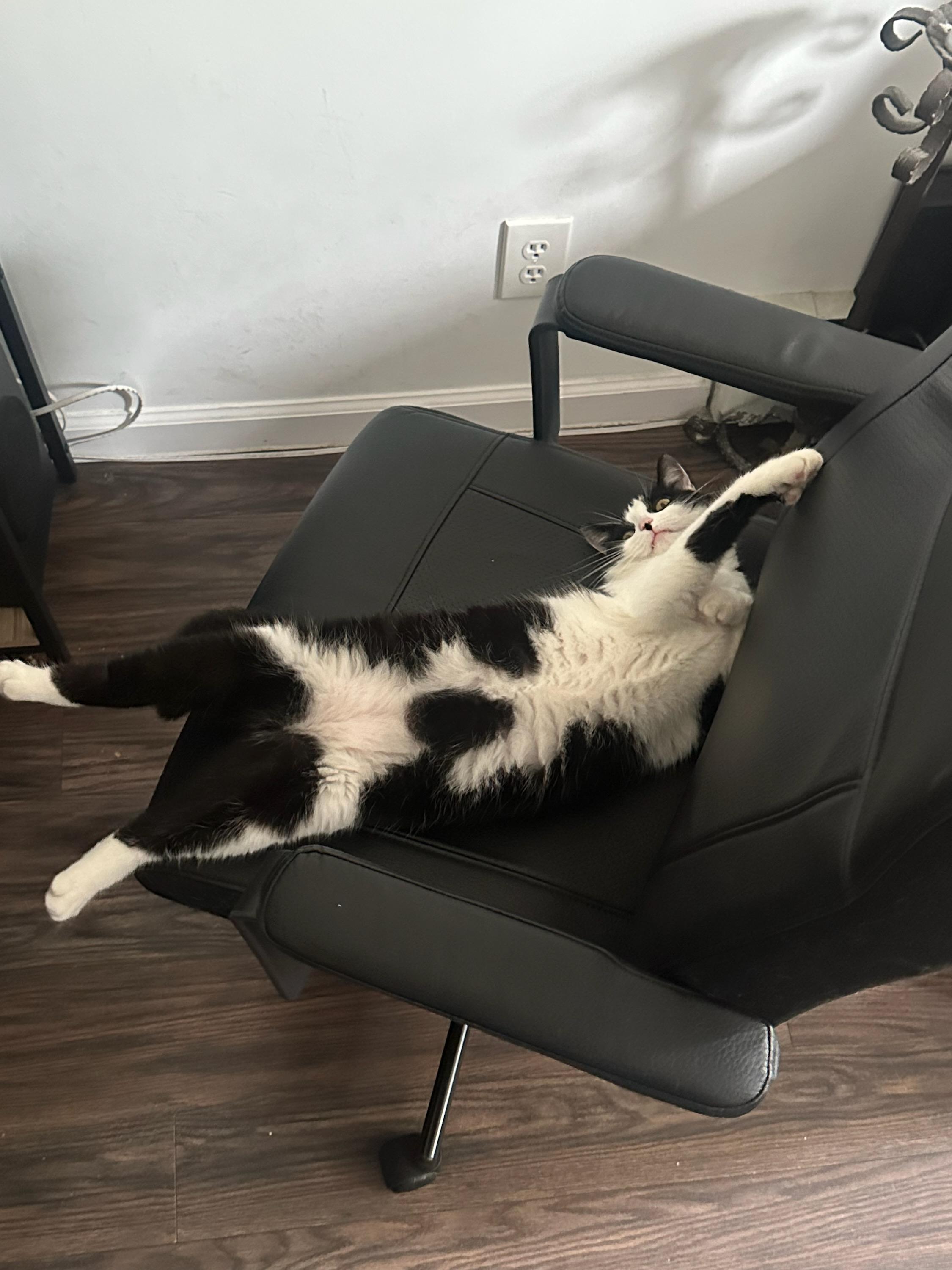 Enlarge Harp, a Adoptable Domestic Short Hair in Ridgewood, NY image 3/6