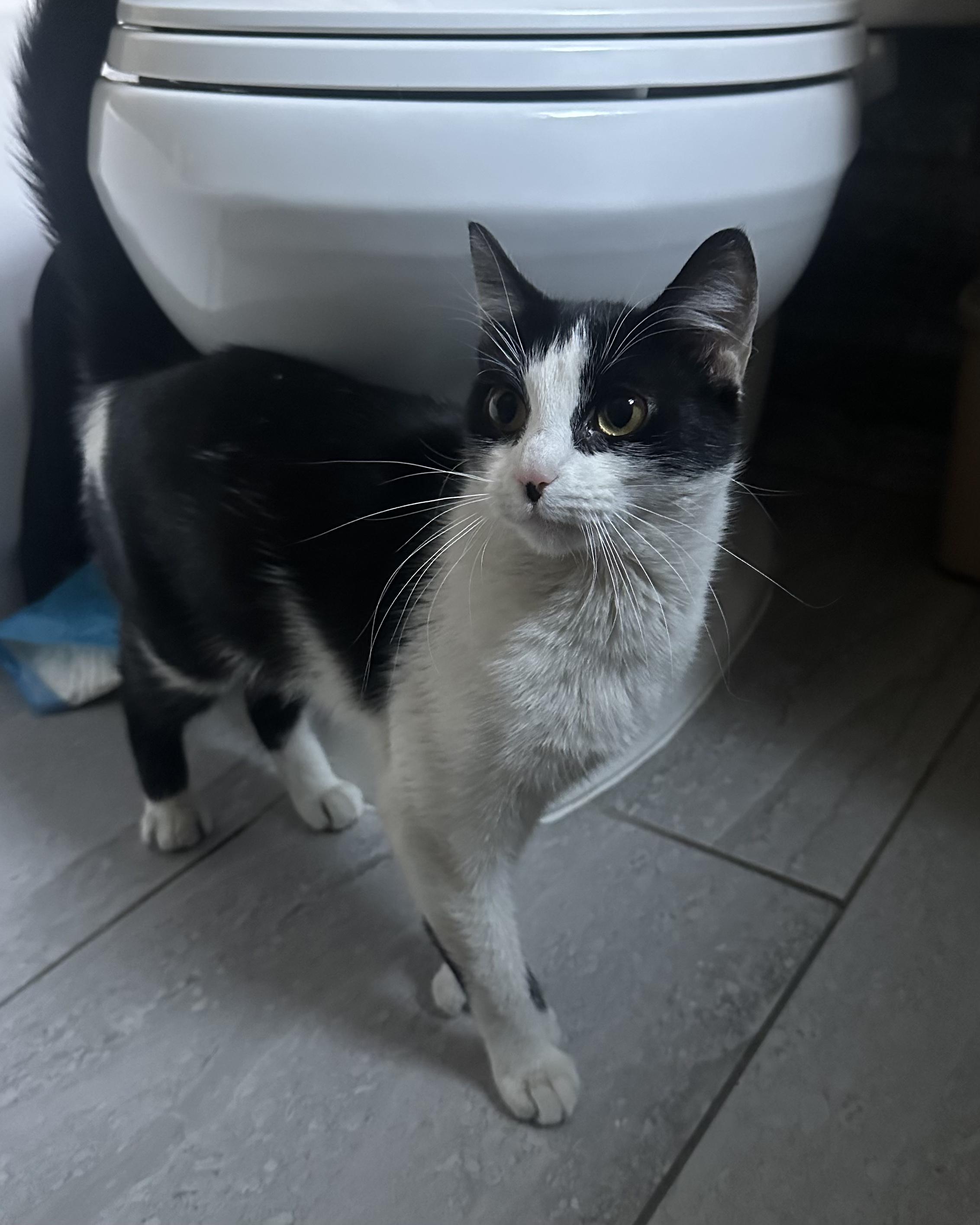 Enlarge Harp, a Adoptable Domestic Short Hair in Ridgewood, NY image 5/6