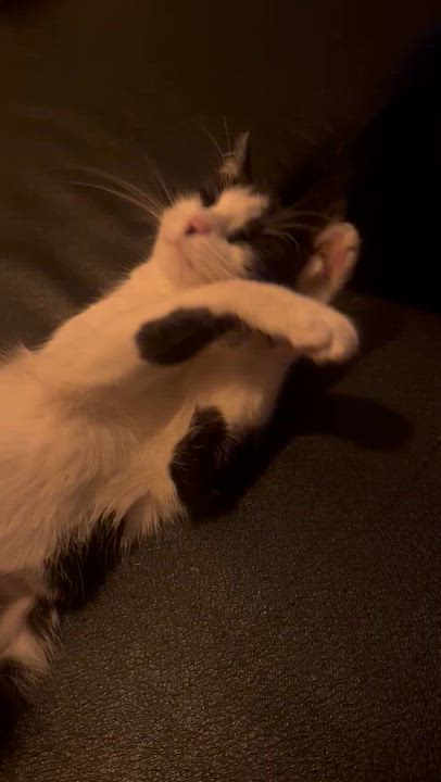 Enlarge Harp, a Adoptable Domestic Short Hair in Ridgewood, NY video 6/6