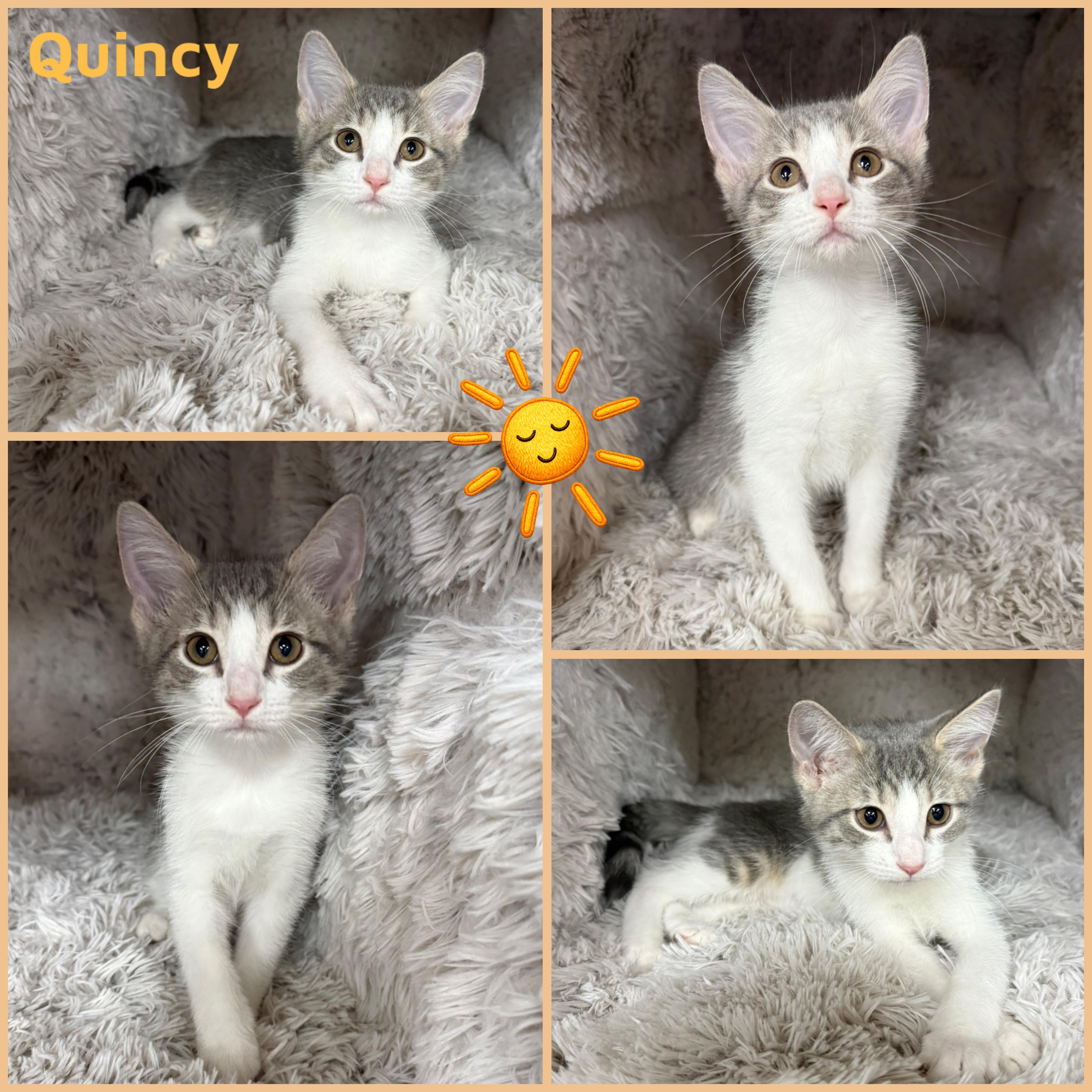 Quincy, ADOPTABLE, Kitten Male Domestic Short Hair.
