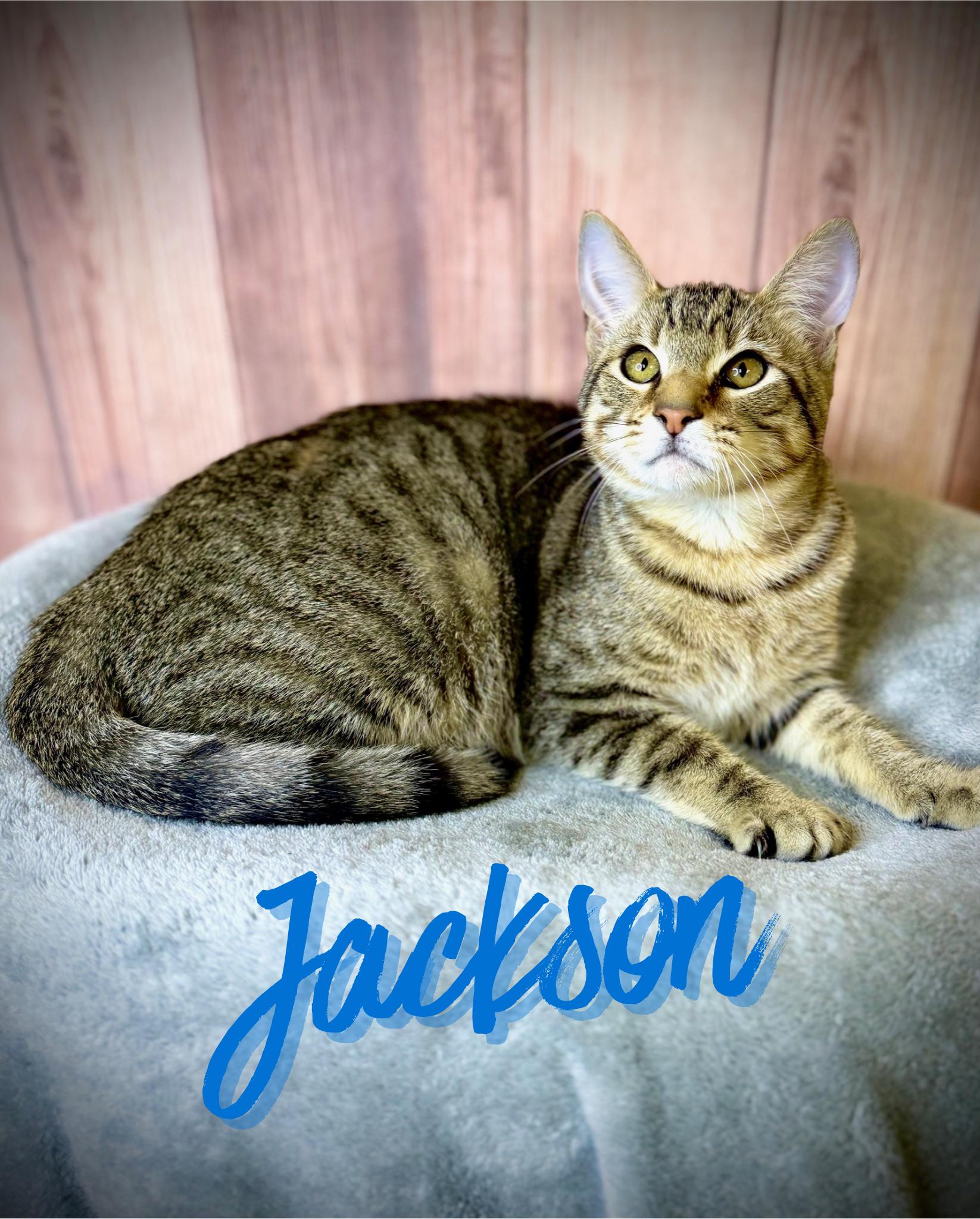 Jackson, ADOPTABLE, Young Male Domestic Short Hair.