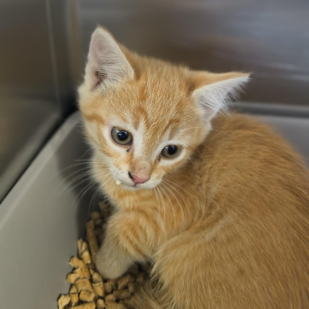Ginger, Adoptable, Kitten Female Domestic Short Hair.