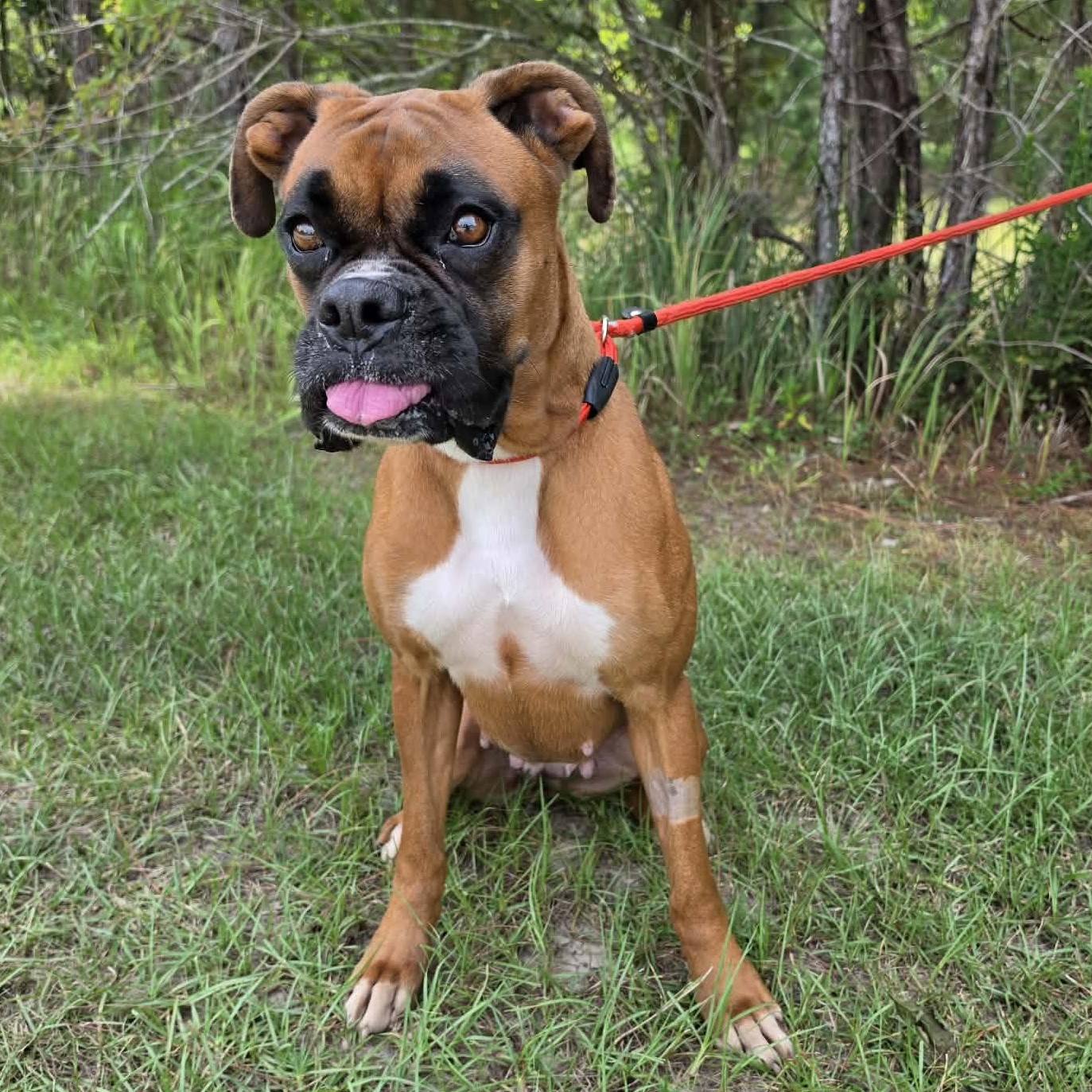 Baylor, Adoptable, Adult Female Boxer.