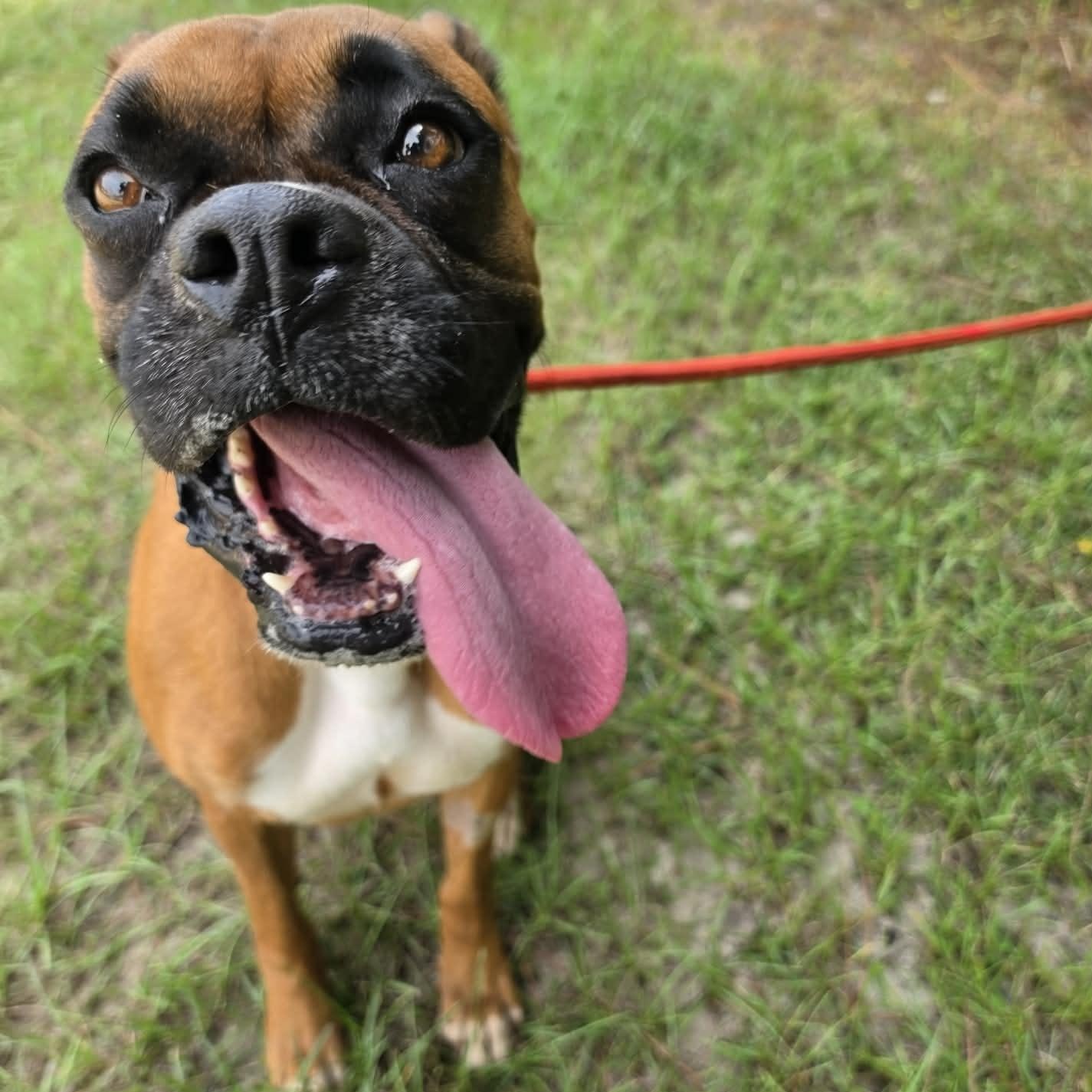 Baylor, a Adoptable Boxer in Southfield , MI image 4/6
