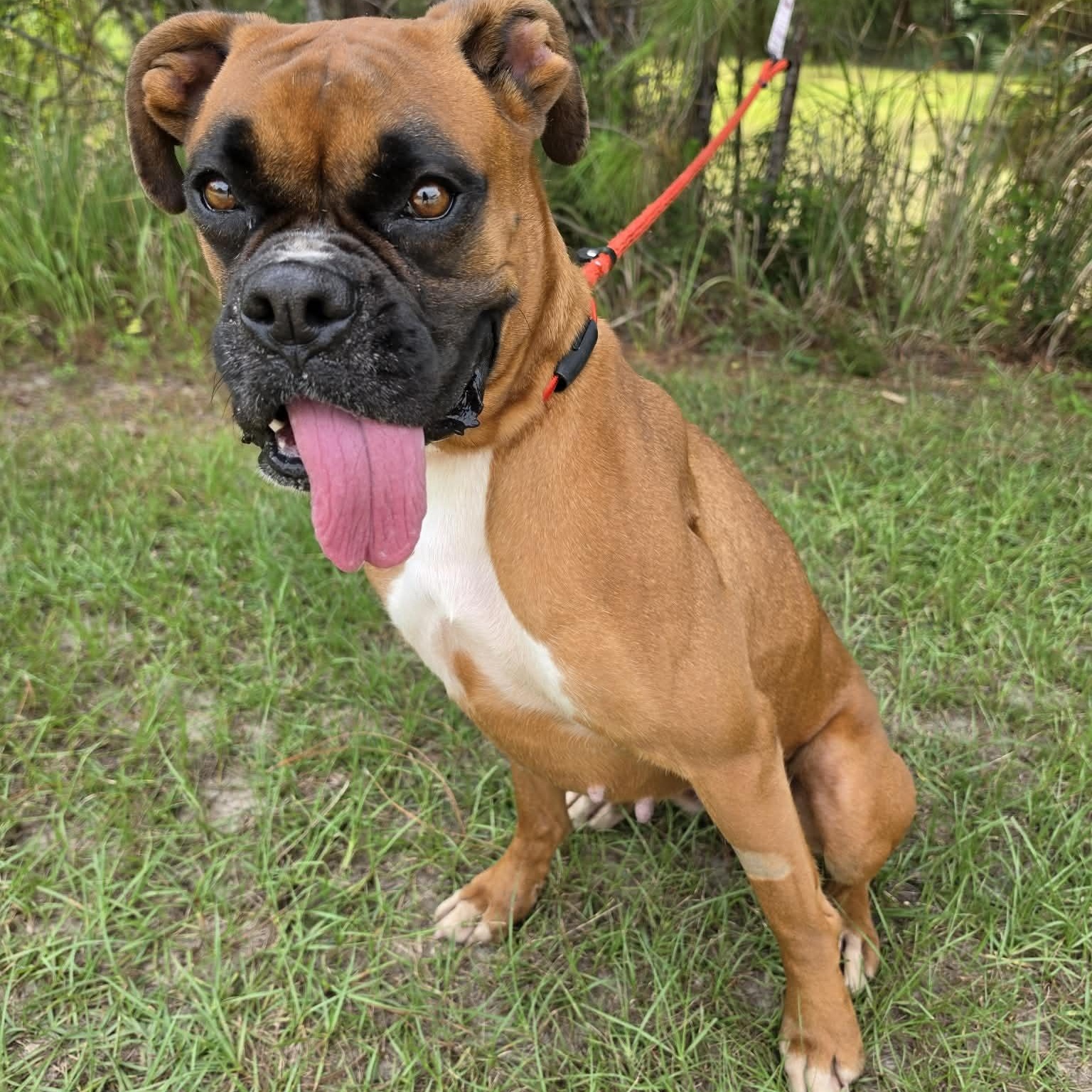 Baylor, a Adoptable Boxer in Southfield , MI image 2/6