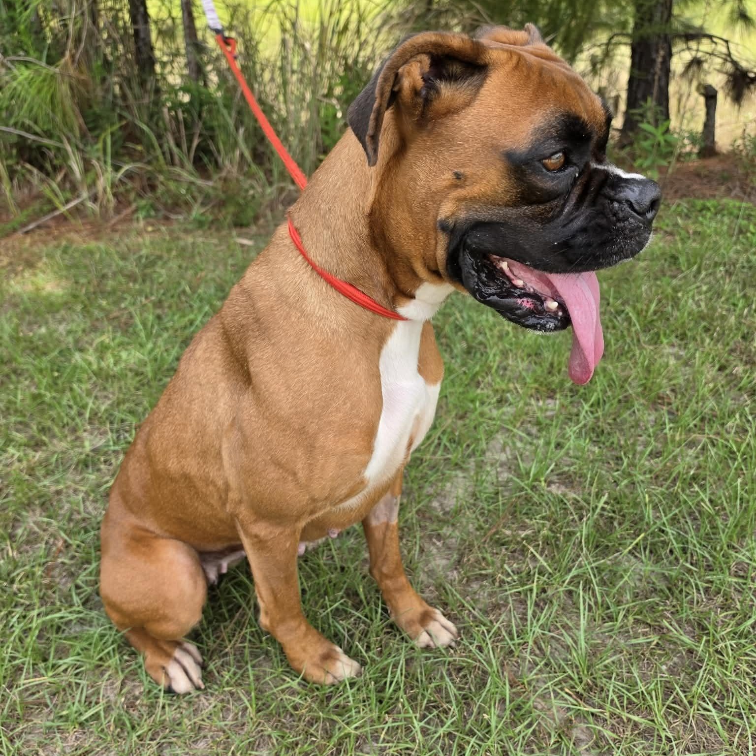 Baylor, a Adoptable Boxer in Southfield , MI image 6/6