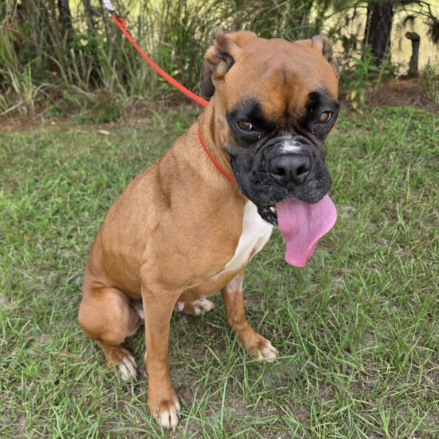 Baylor, a Adoptable Boxer in Southfield , MI image 3/6
