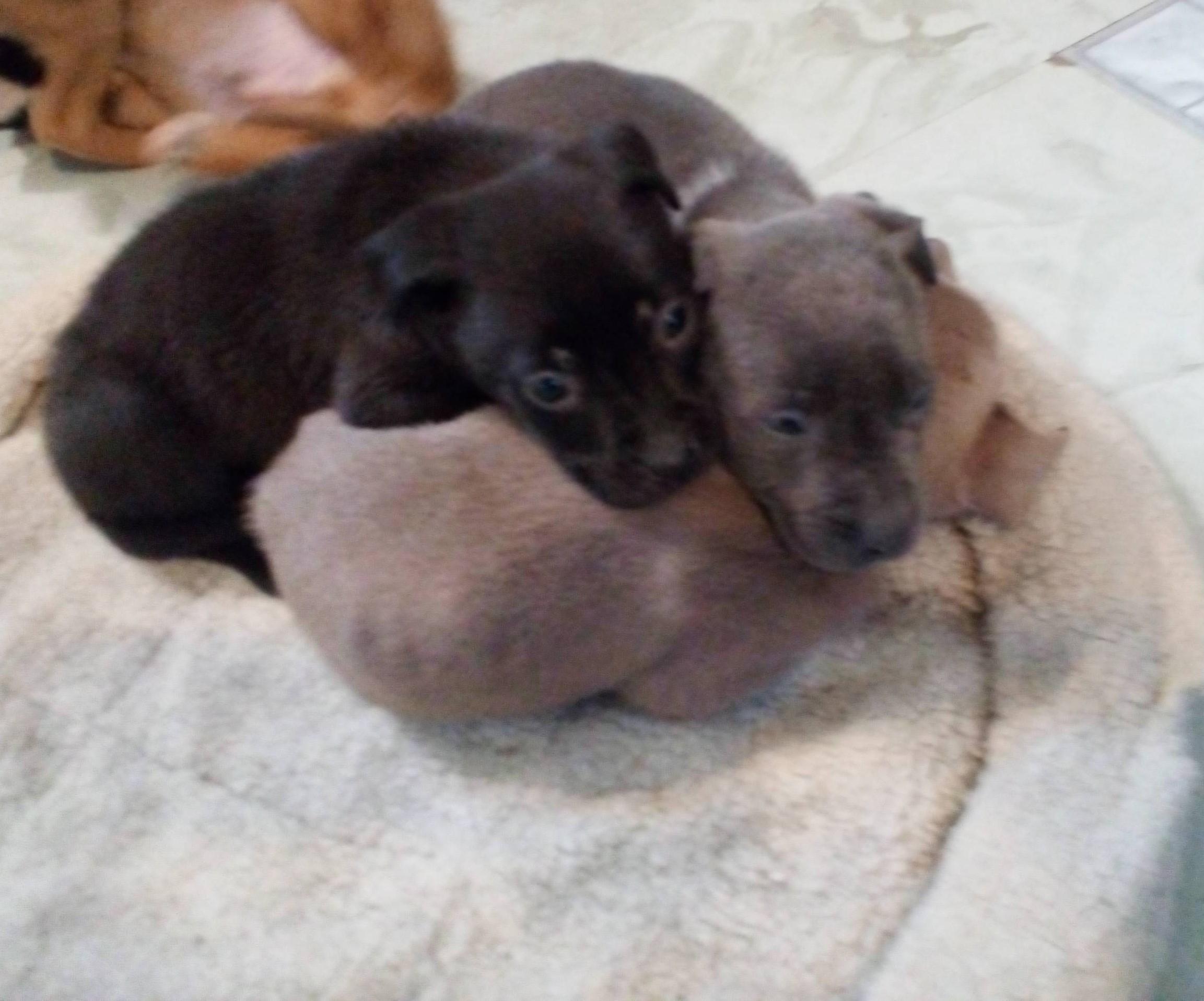 Lennox, Adoptable, Puppy Male Weimaraner.