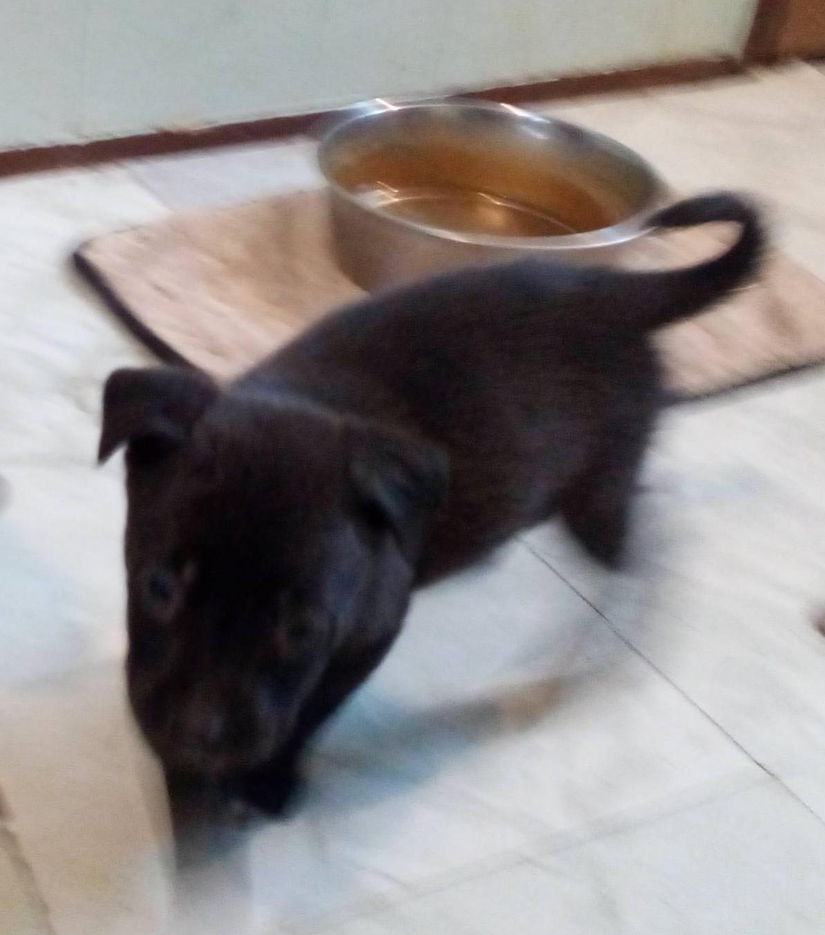 Lennox, a Adoptable mixed breed in South Royalton, VT image 2/4