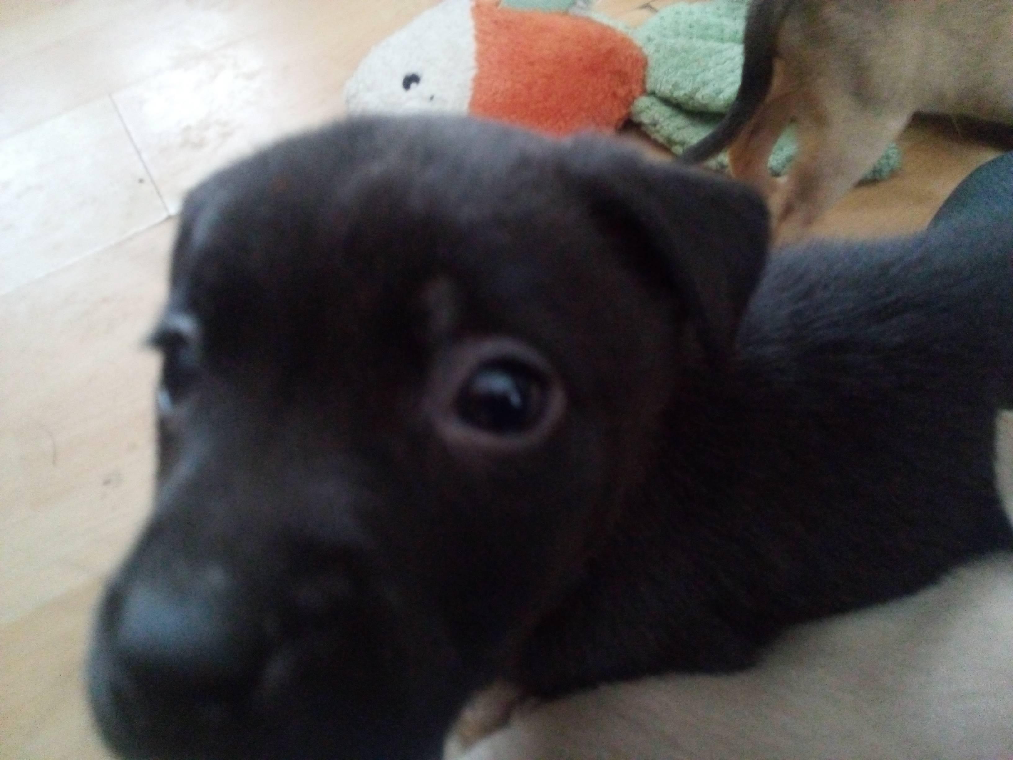 Lennox, a Adoptable mixed breed in South Royalton, VT image 3/4