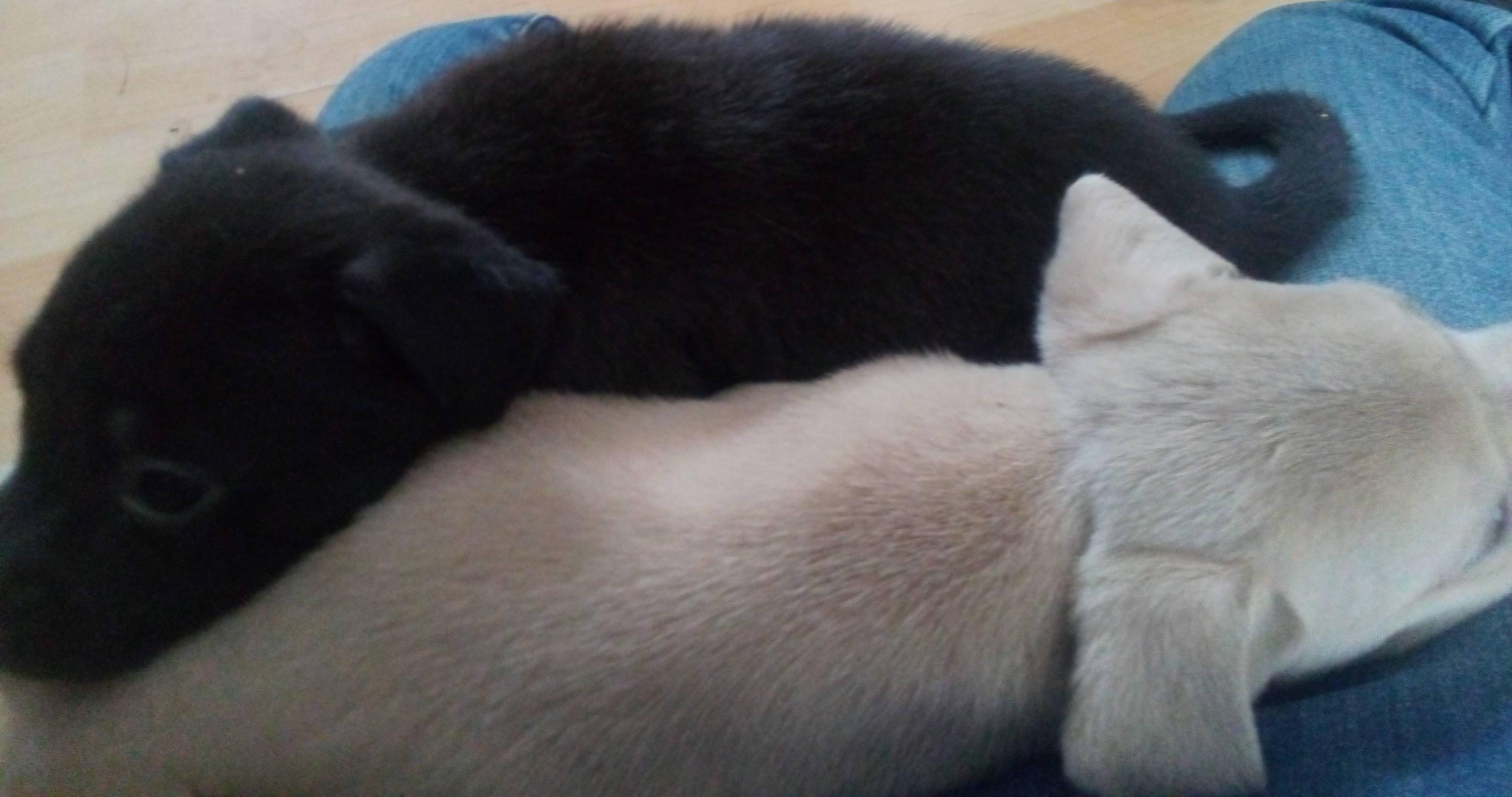 Lennox, a Adoptable mixed breed in South Royalton, VT image 4/4