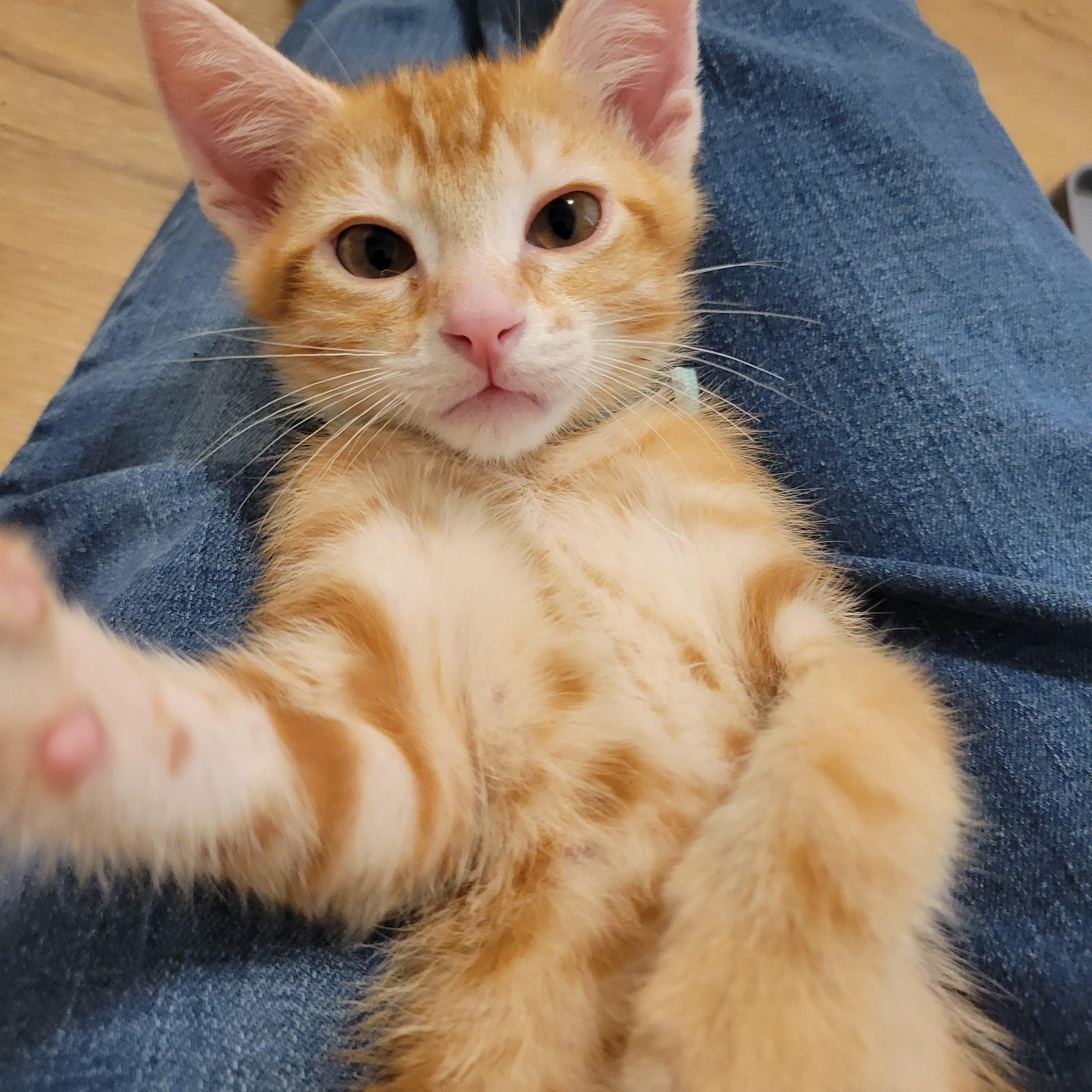 Enlarge Sunny D, an adopted Domestic Short Hair in Elk Grove, CA image 2/4