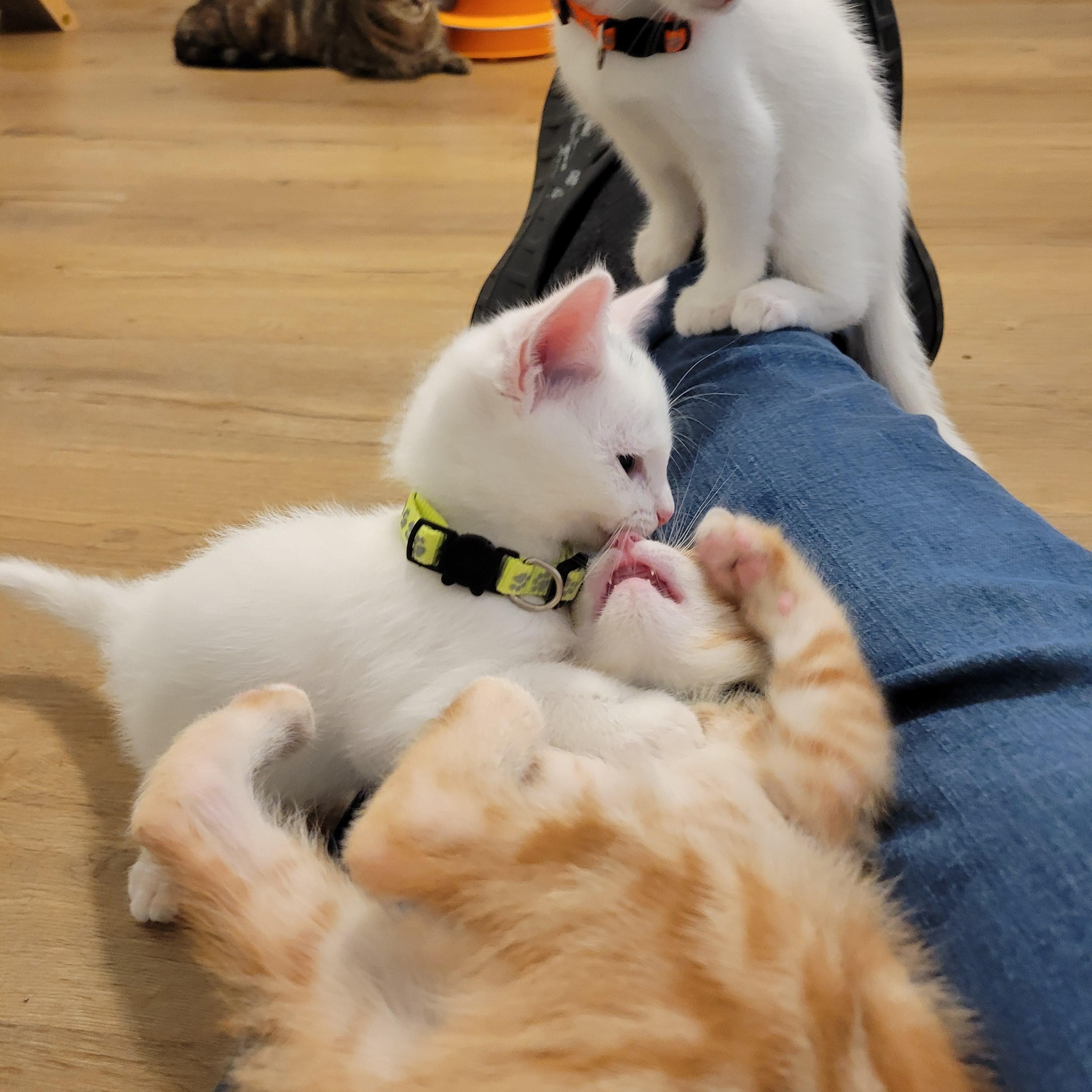 Enlarge Sunny D, an adopted Domestic Short Hair in Elk Grove, CA image 3/4