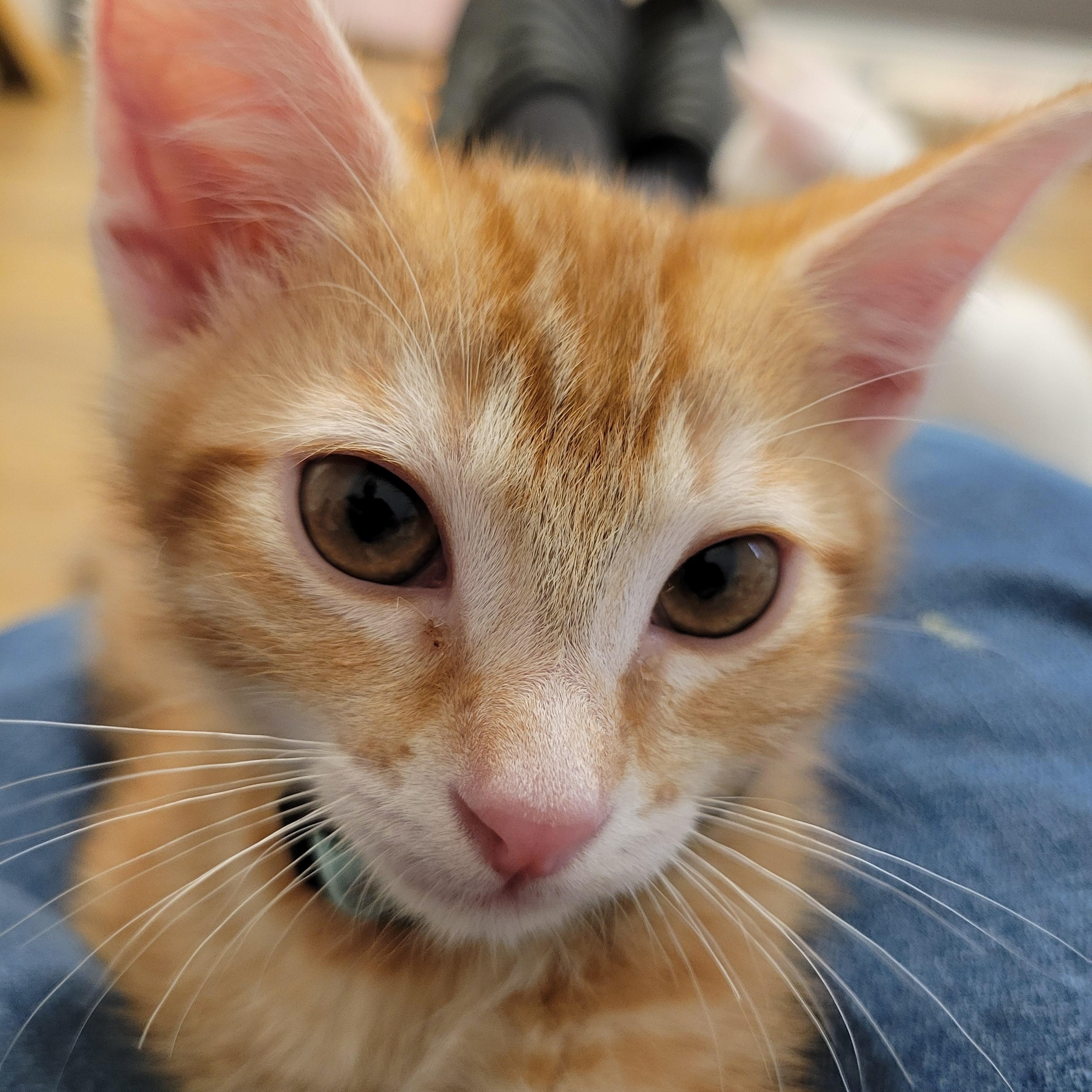 Enlarge Sunny D, an adopted Domestic Short Hair in Elk Grove, CA image 1/4