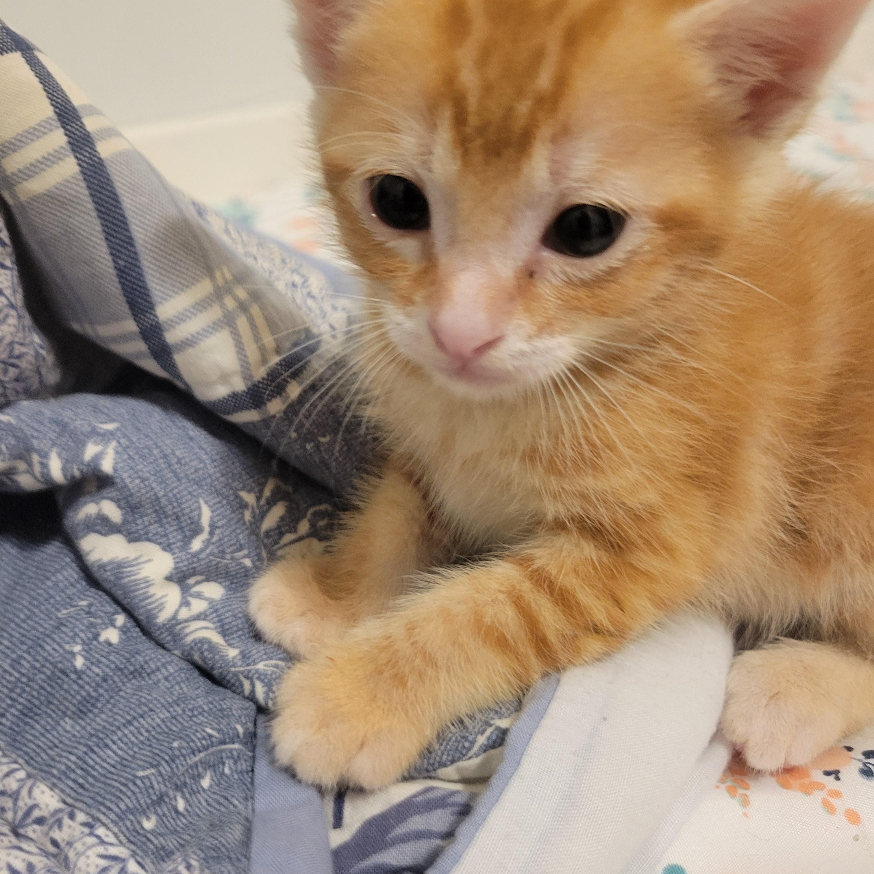 Enlarge Sunny D, an adopted Domestic Short Hair in Elk Grove, CA image 4/4