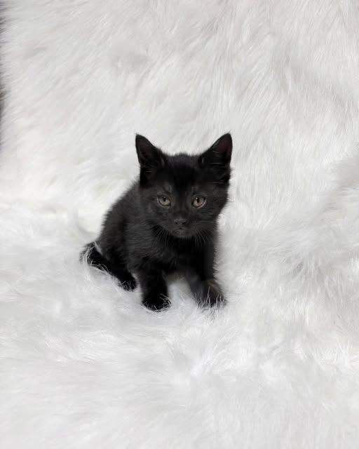 Marie Antoinette, adopted, Kitten Female Domestic Short Hair.