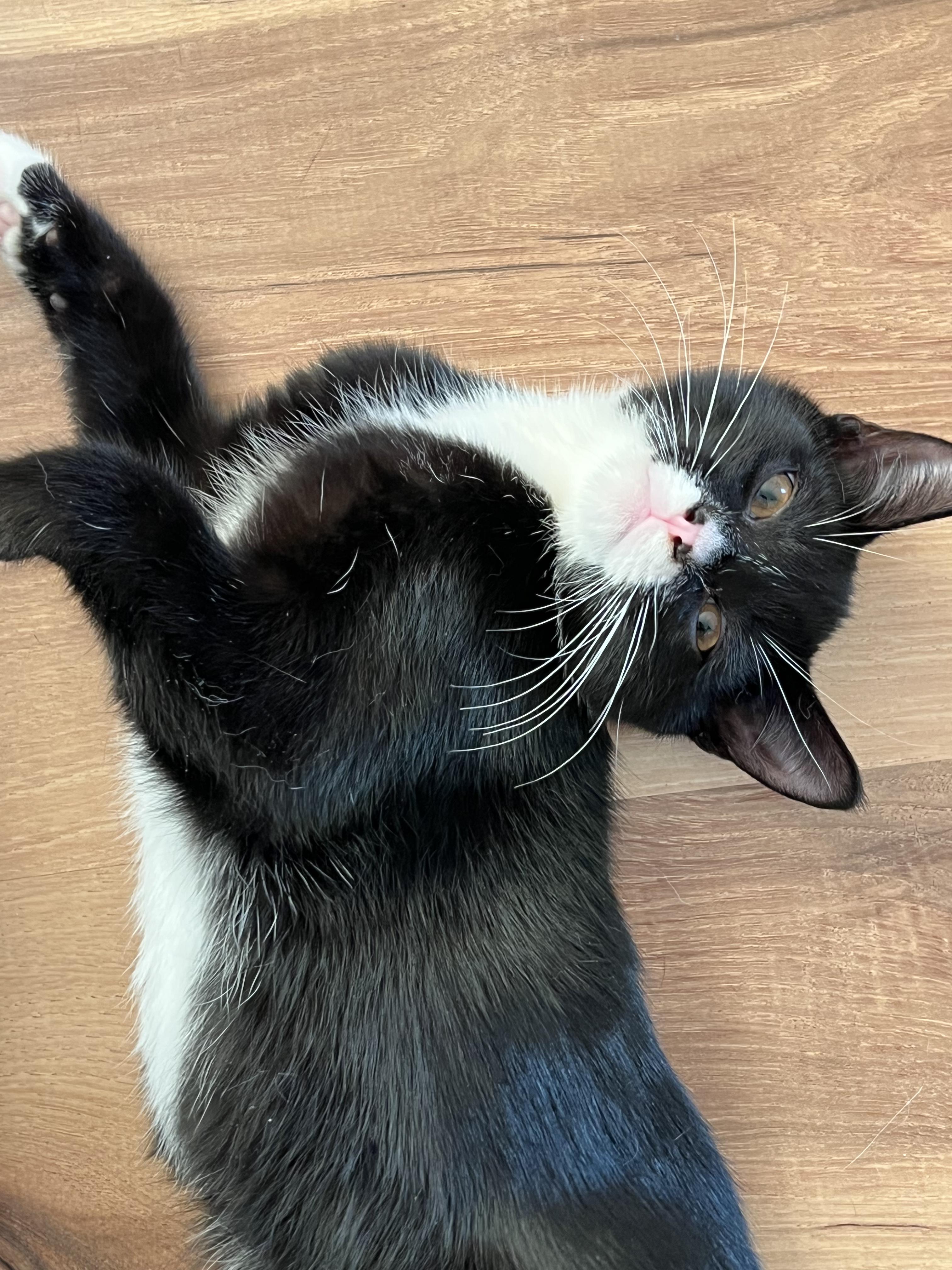 Roback, Adoptable, Kitten Male Domestic Short Hair.