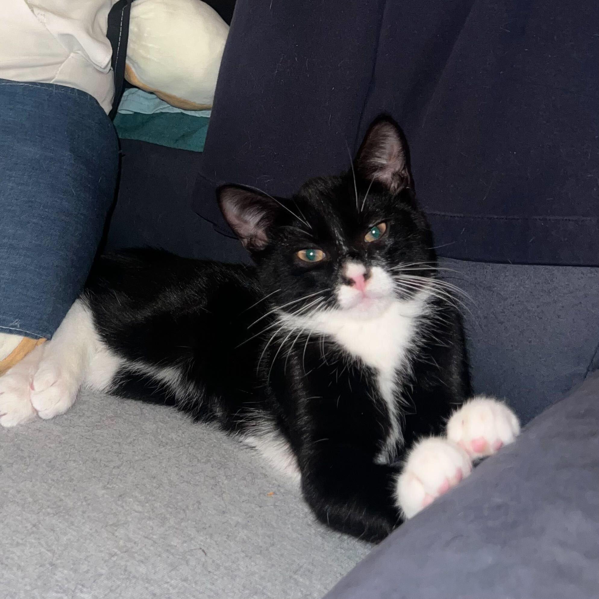 Enlarge Roback, a Adoptable Domestic Short Hair in Long Island City, NY image 2/3