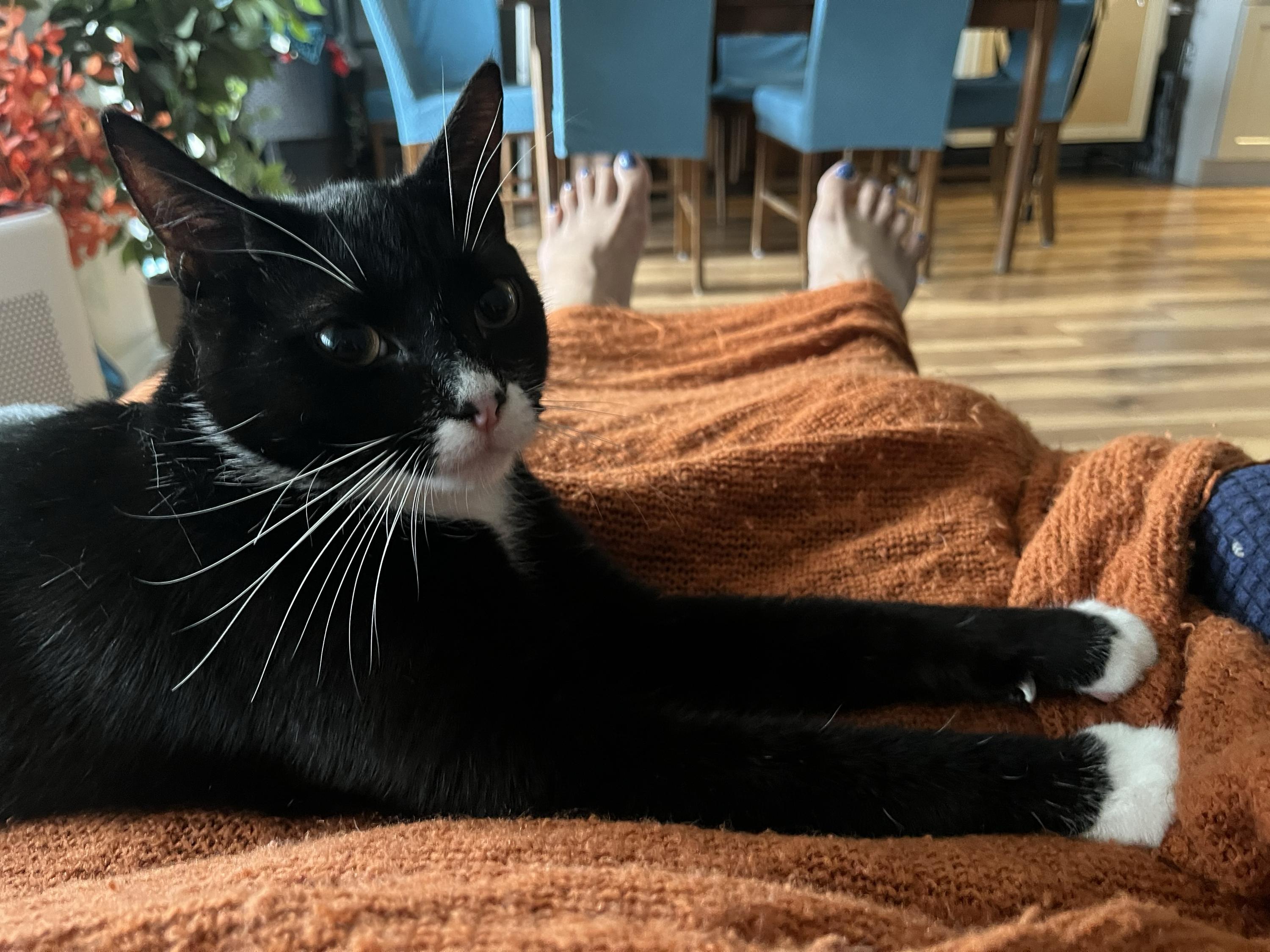 Enlarge Roback, a Adoptable Domestic Short Hair in Long Island City, NY image 6/6