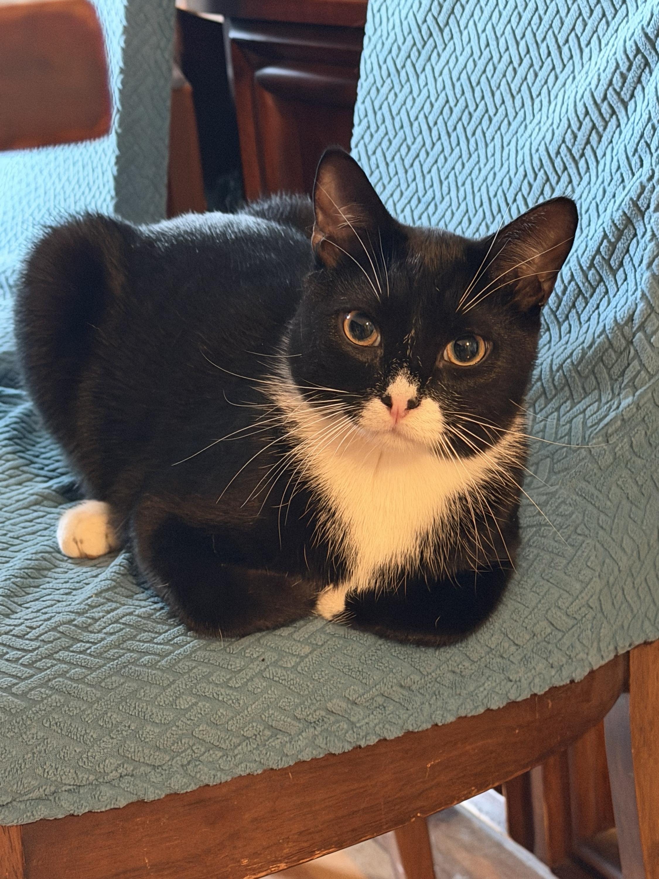 Enlarge Roback, a Adoptable Domestic Short Hair in Long Island City, NY image 1/6