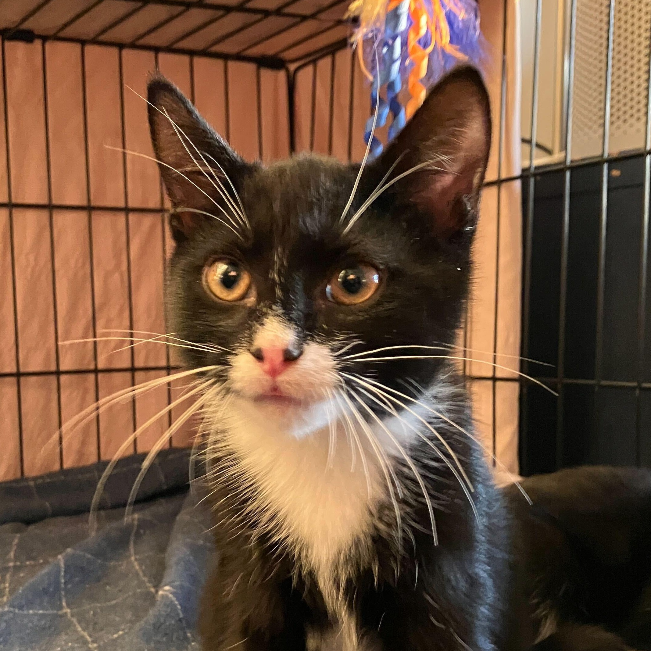 Enlarge Roback, a Adoptable Domestic Short Hair in Long Island City, NY image 3/3