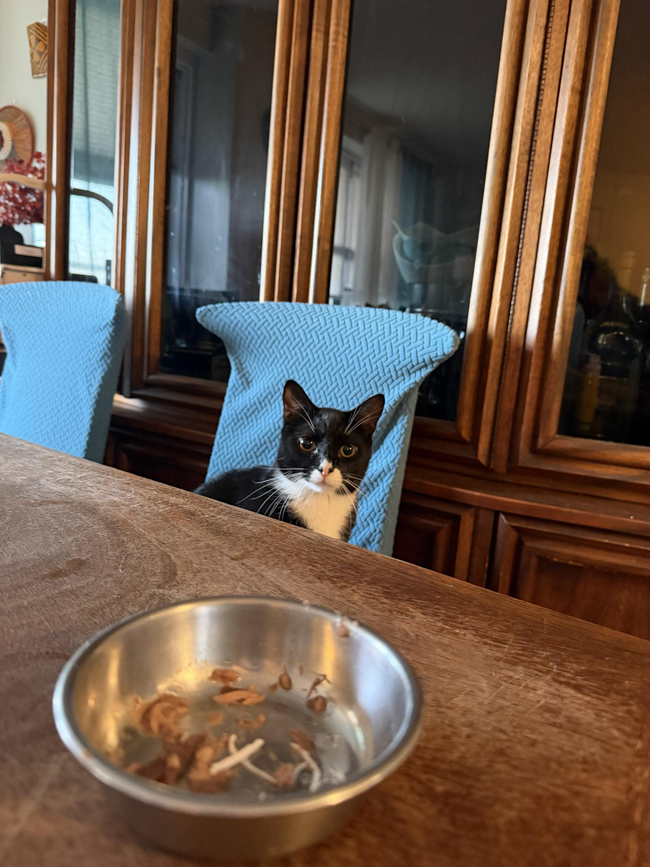 Enlarge Roback, a Adoptable Domestic Short Hair in Long Island City, NY image 3/6