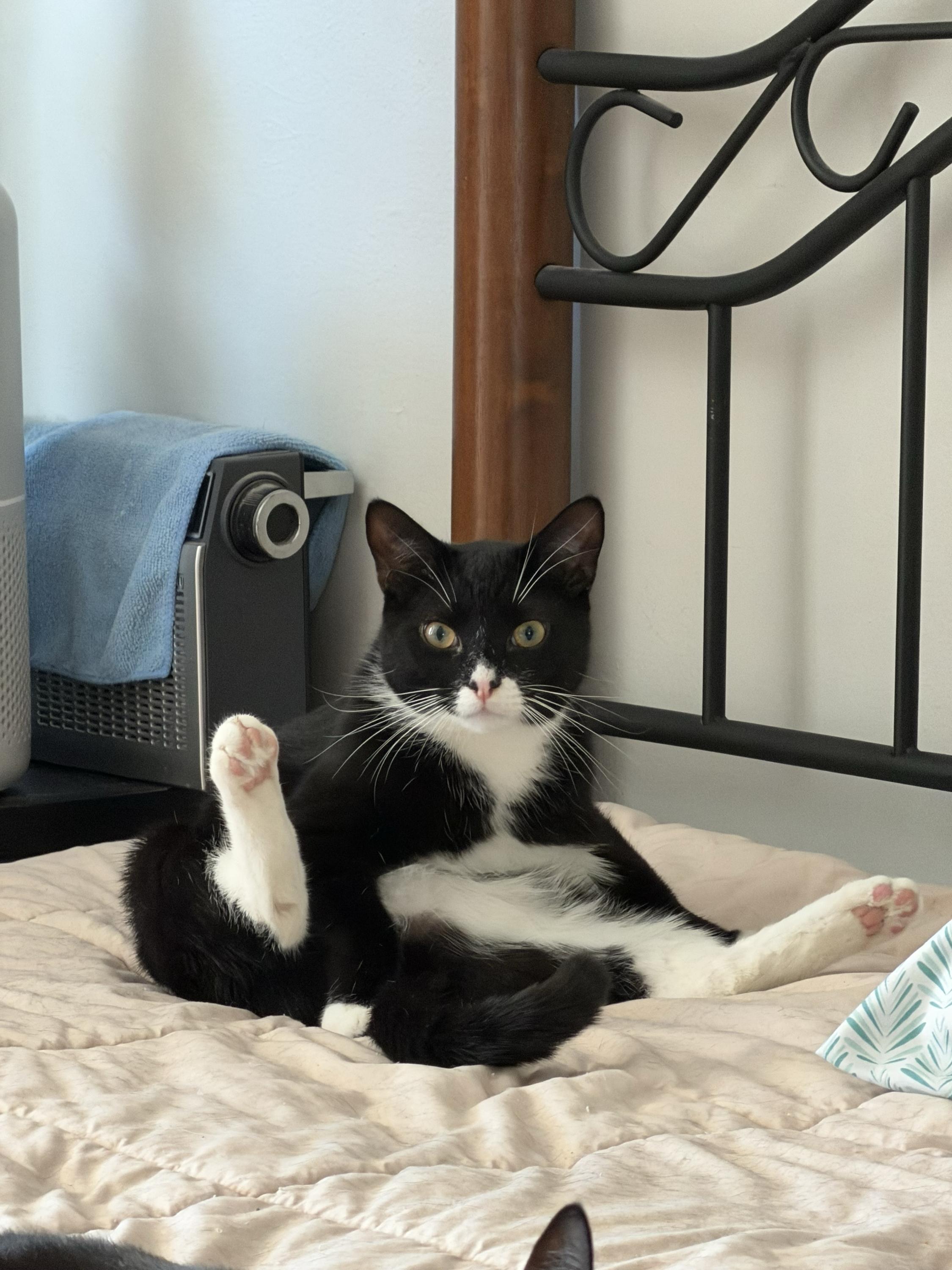 Enlarge Roback, a Adoptable Domestic Short Hair in Long Island City, NY image 2/6