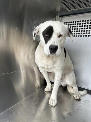 Gus Jr — thumbnail 3