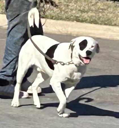 Gus Jr — thumbnail 4