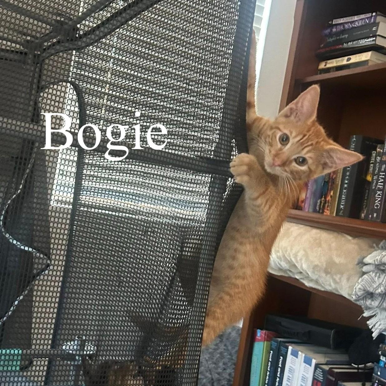 Enlarge Bogie, a ADOPTABLE Domestic Short Hair in Queen Creek, AZ image 3/3
