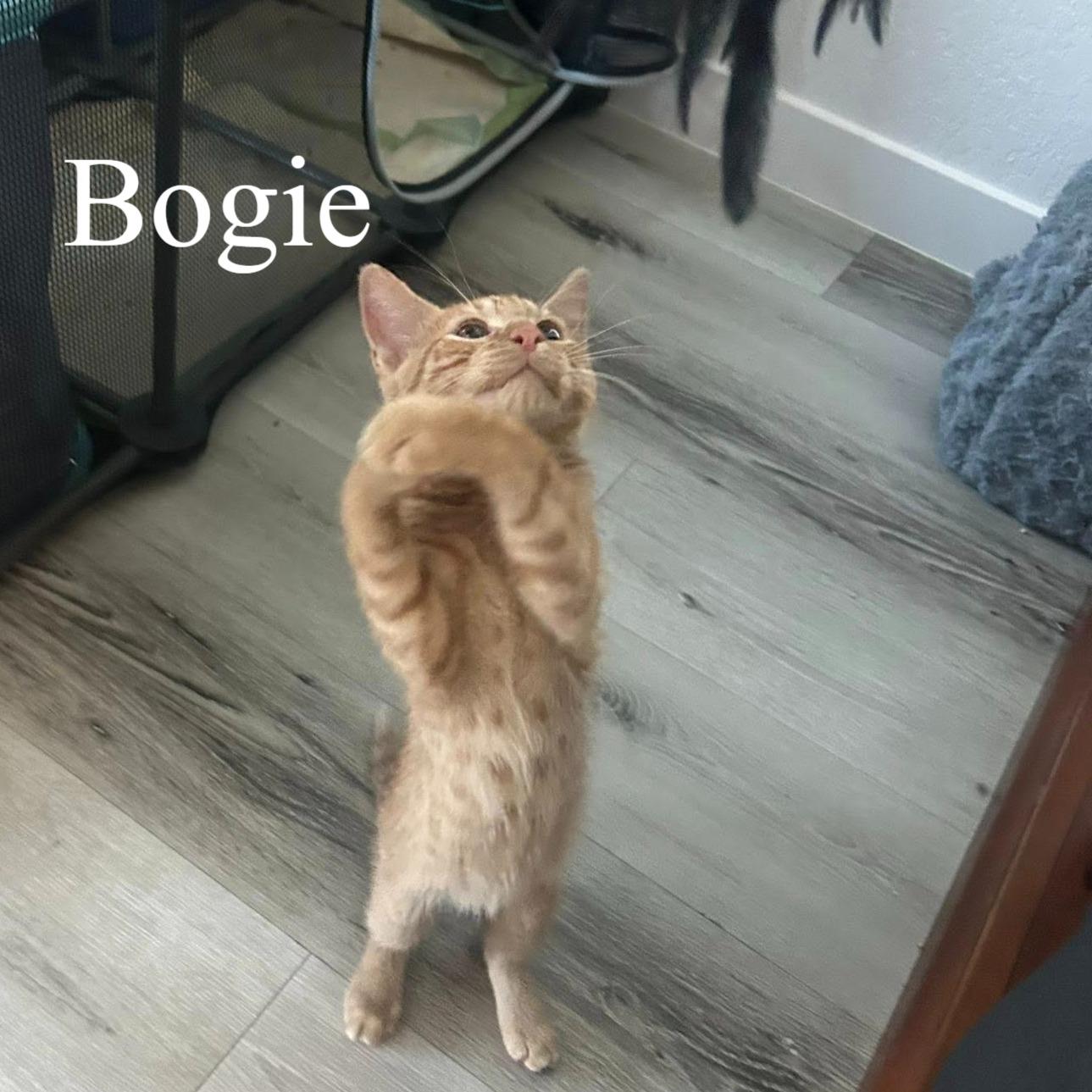 Enlarge Bogie, a ADOPTABLE Domestic Short Hair in Queen Creek, AZ image 2/3