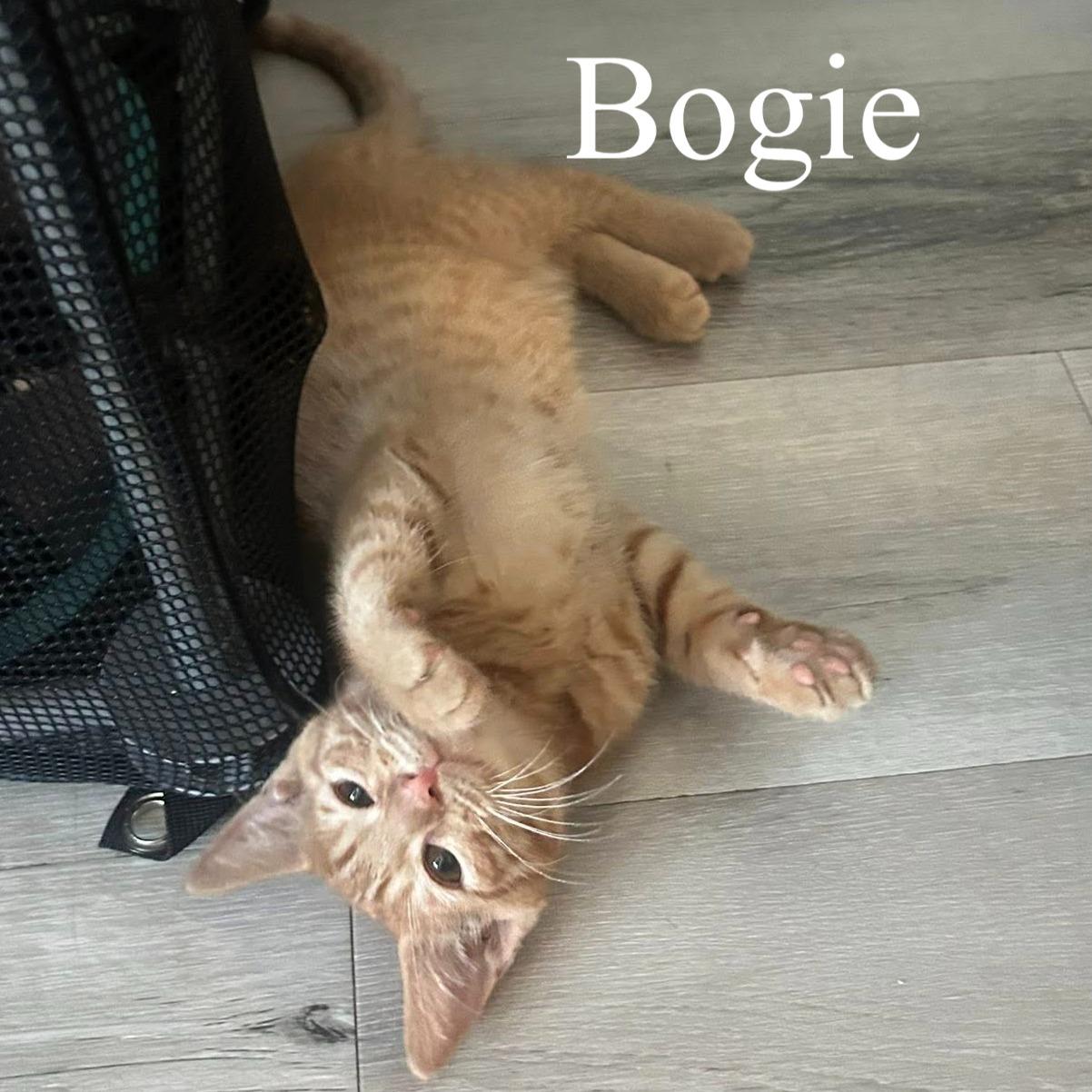 Bogie, ADOPTABLE, Kitten Male Domestic Short Hair.