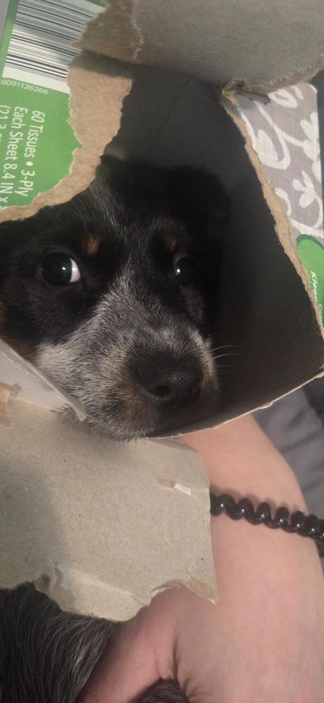 Rummy, Adoptable, Puppy Female Australian Cattle Dog / Blue Heeler.