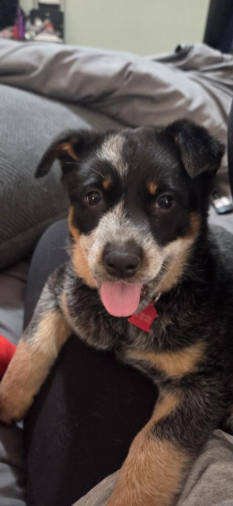 Enlarge Rummy, a Adoptable Australian Cattle Dog / Blue Heeler in Mansfield, OH image 2/4