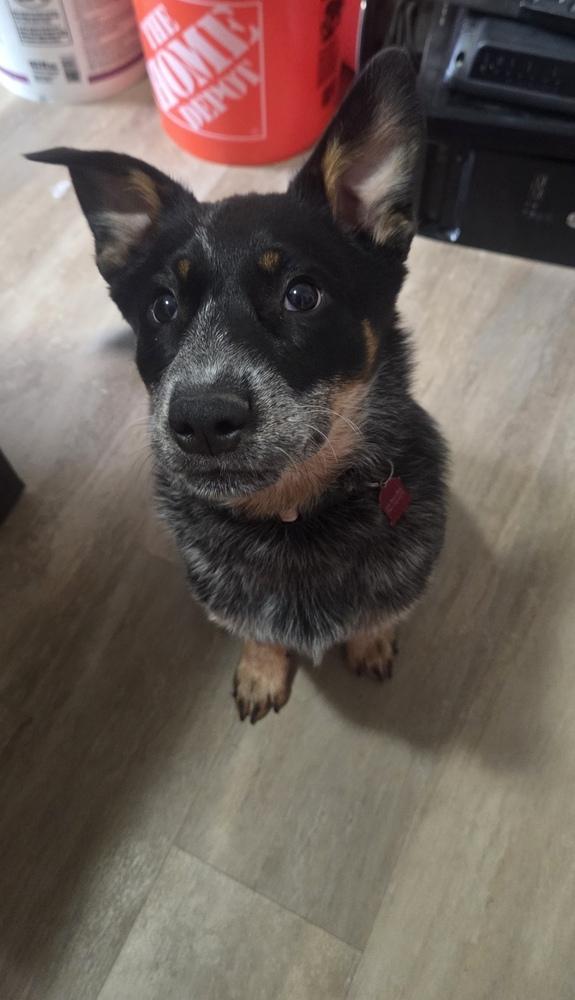 Enlarge Rummy, a Adoptable Australian Cattle Dog / Blue Heeler in Mansfield, OH image 3/4
