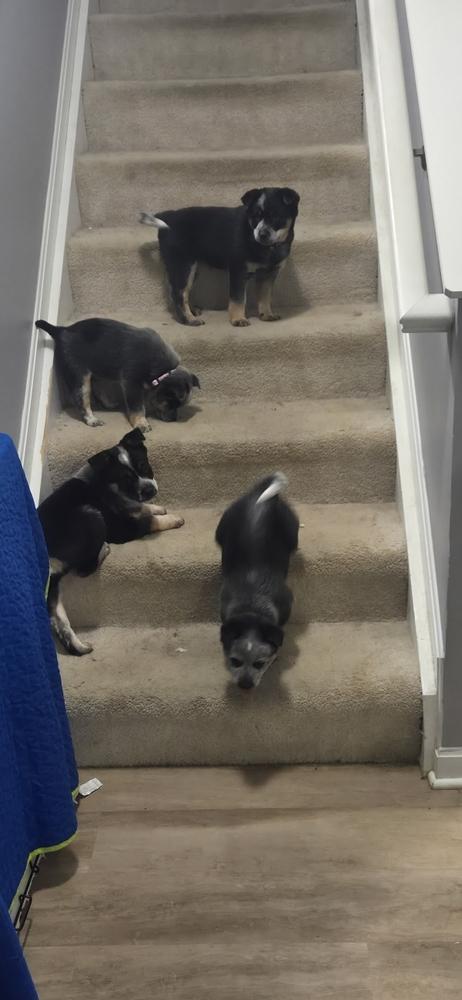 Enlarge Rummy, a Adoptable Australian Cattle Dog / Blue Heeler in Mansfield, OH image 4/4