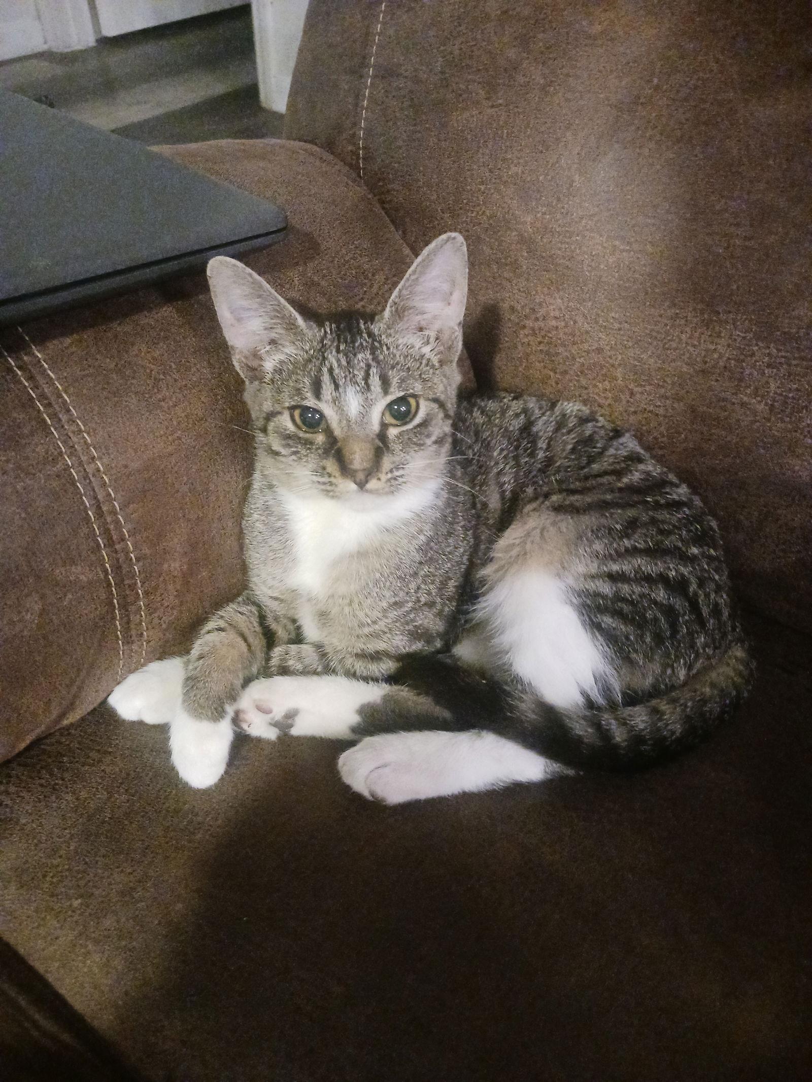 Tawny (2821), Adoptable, Young Female Tiger.