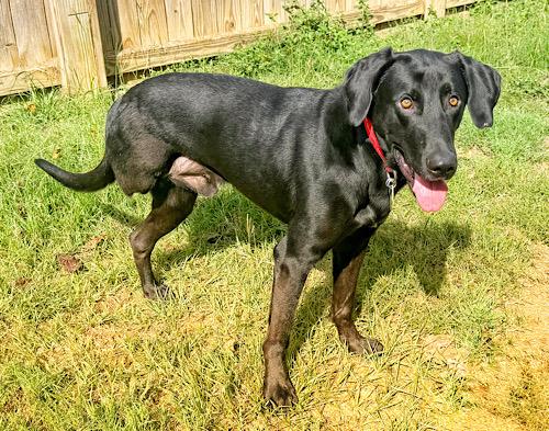 Bobo #3, a Adoptable mixed breed in Killingworth, CT image 2/5