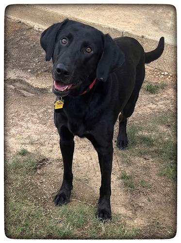 Bobo #3, a Adoptable mixed breed in Killingworth, CT image 5/5