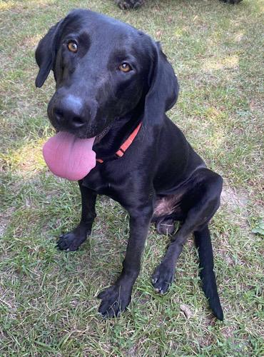 Bobo #3, a Adoptable mixed breed in Killingworth, CT image 4/5