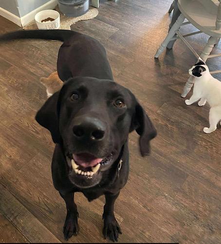 Bobo #3, a Adoptable mixed breed in Killingworth, CT image 3/5