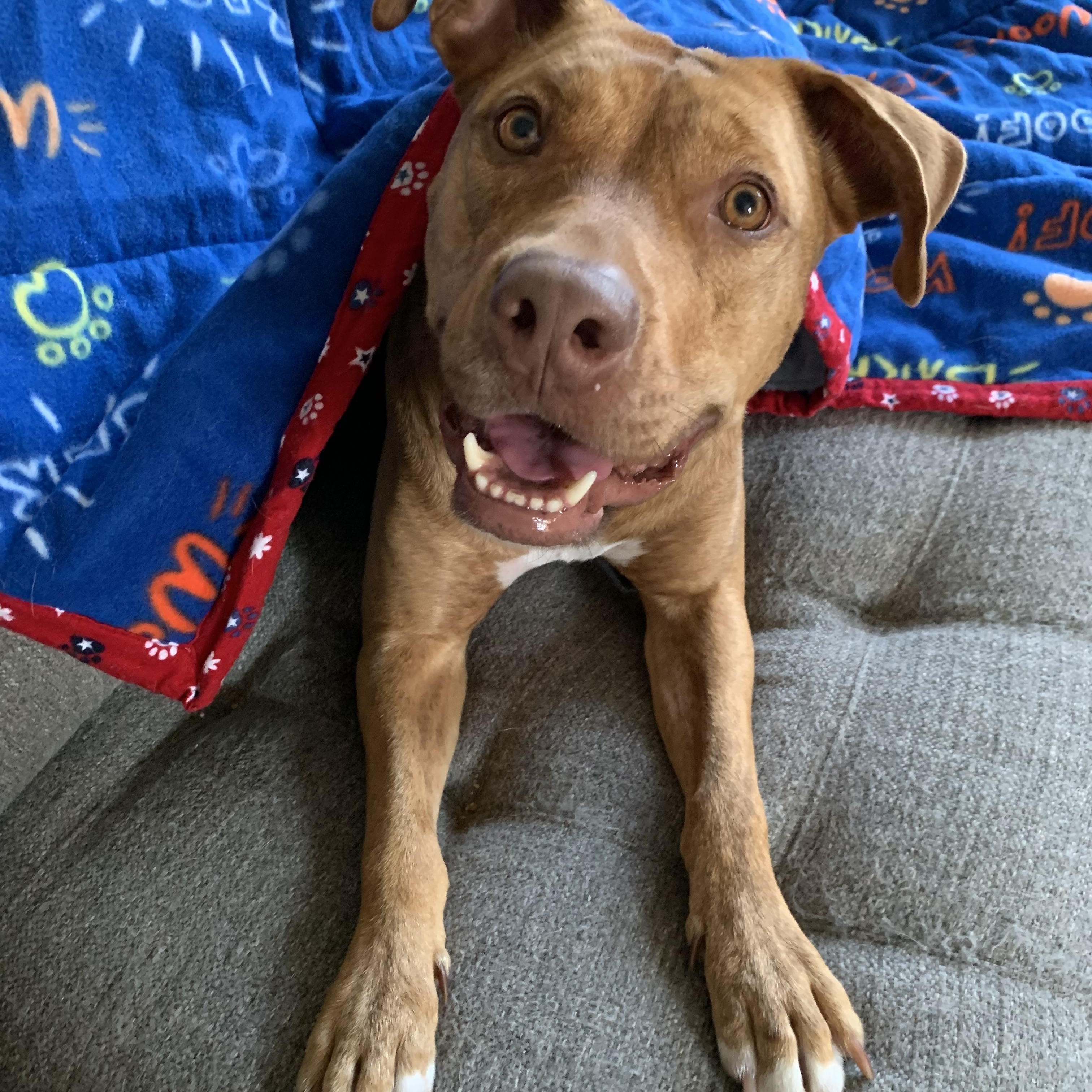 Boomer, Adoptable, Adult Male Mixed Breed.