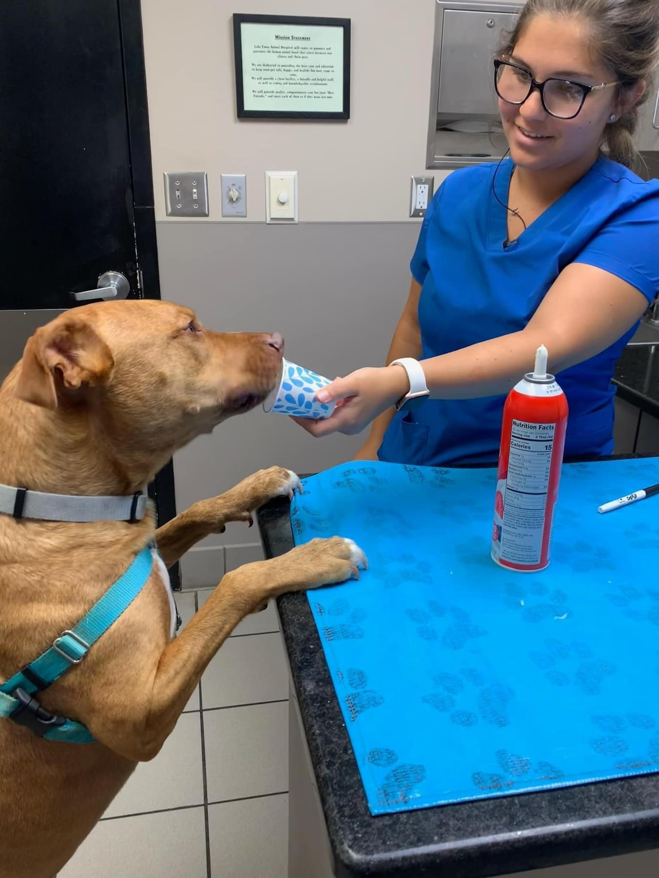 Boomer, a Adoptable Mixed Breed in Sanford, FL image 2/6